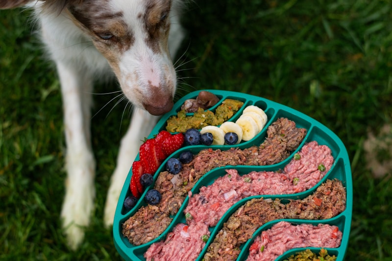 Dog about to eat from a colorful, healthy food tray.