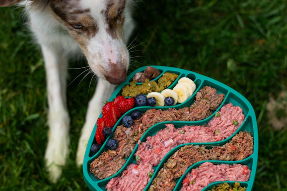 Dog about to eat from a colorful, healthy food tray.