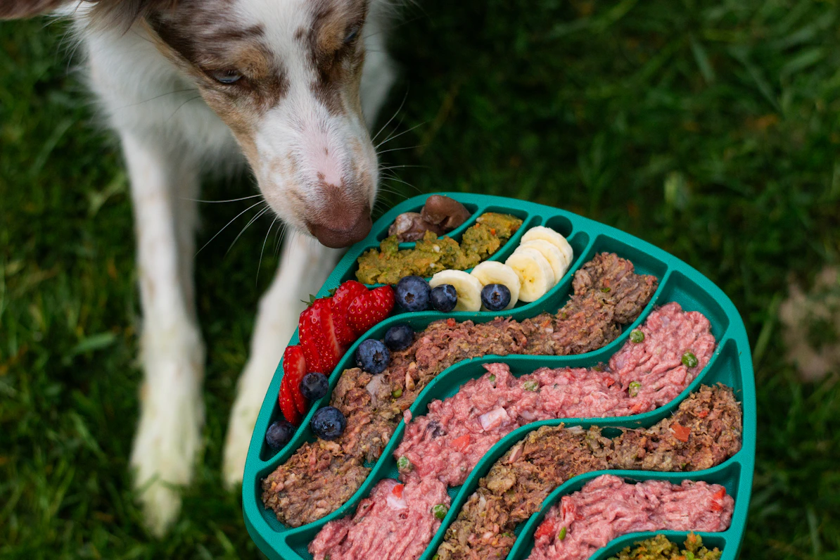 Dog about to eat from a colorful, healthy food tray