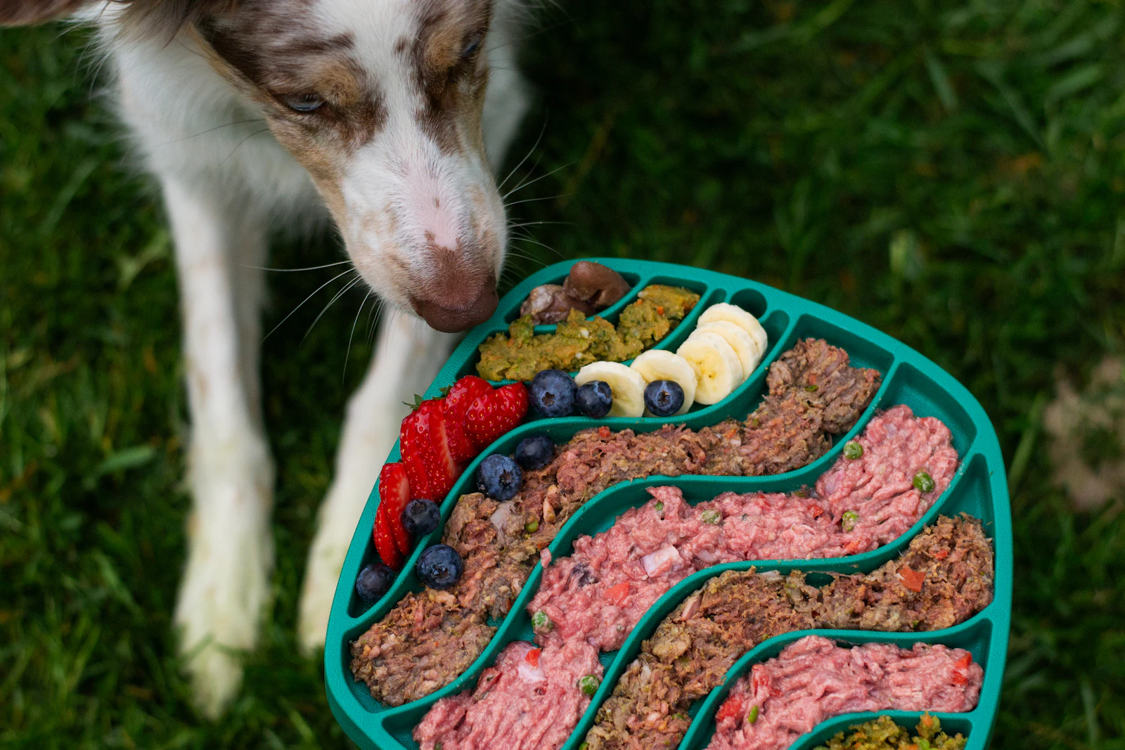 Placeholder stock photo: a Border Collie standing eagerly beside a colorful, compartmentalized bowl of fresh food in a clean, well-lit setting, evoking premium pet nutrition. Swap for real PROWL / brand imagery before launch.