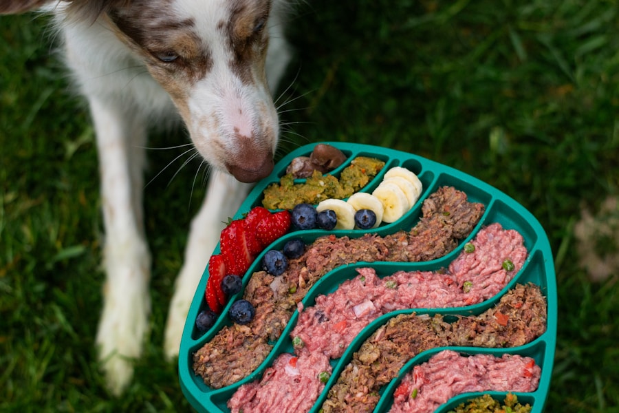 Different types of premium dog food kibble and ingredients
