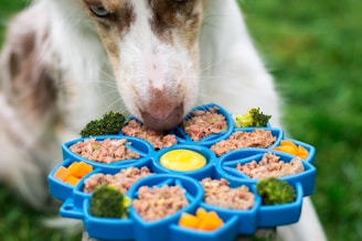 Dog enjoys a colorful meal from its interactive dish.