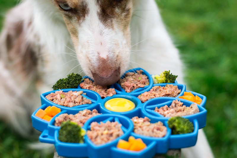 Dog enjoying a colorful nutritious meal from an interactive puzzle dish