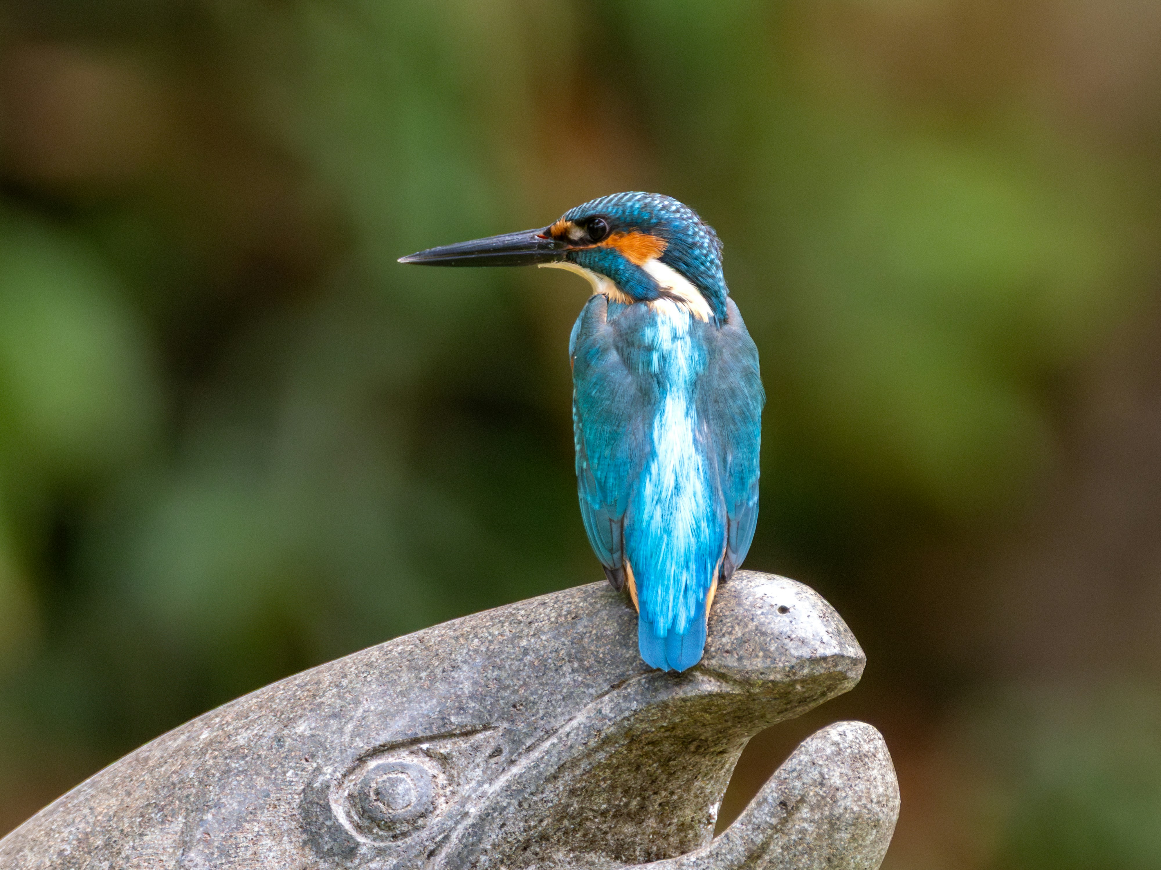 カワセミの鳥が石にとまっています。