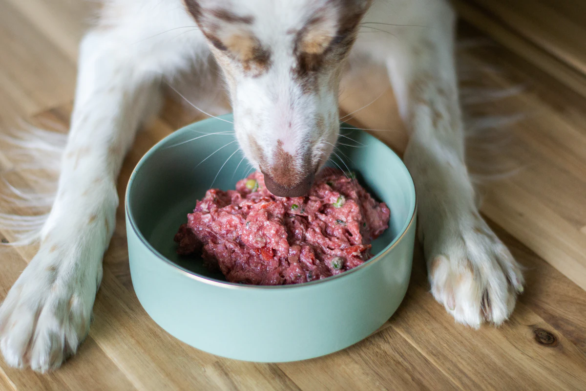 Hund spiser et råt måltid af kød og grøntsager fra en skål