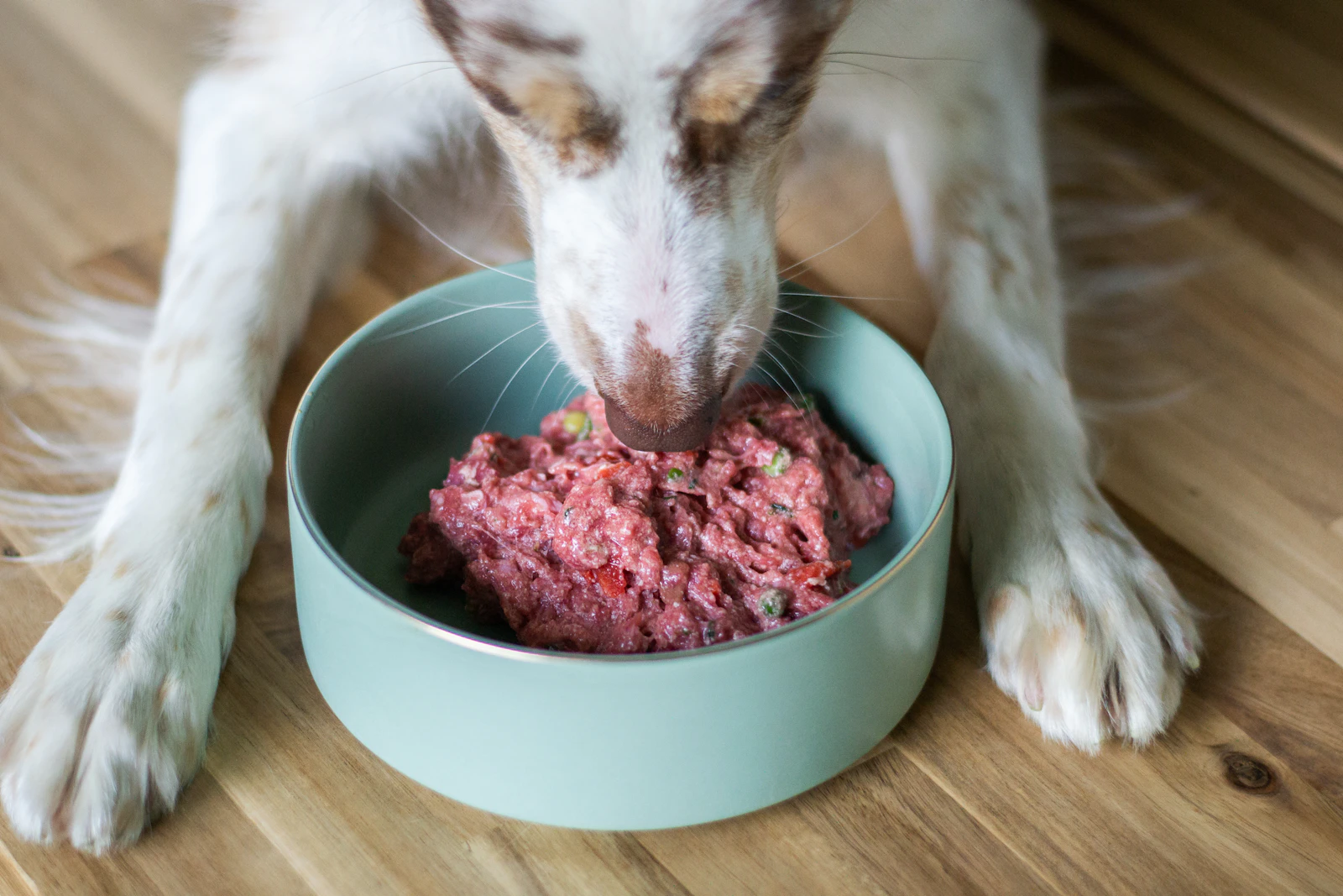Is Insect Protein Actually Hypoallergenic for Dogs? Cricket vs. Black Soldier Fly, Explained