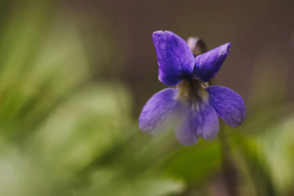 Petali delicati di un fiore sbocciato — l'accordo di peonia in testa di Boss Bottled Beyond For Her