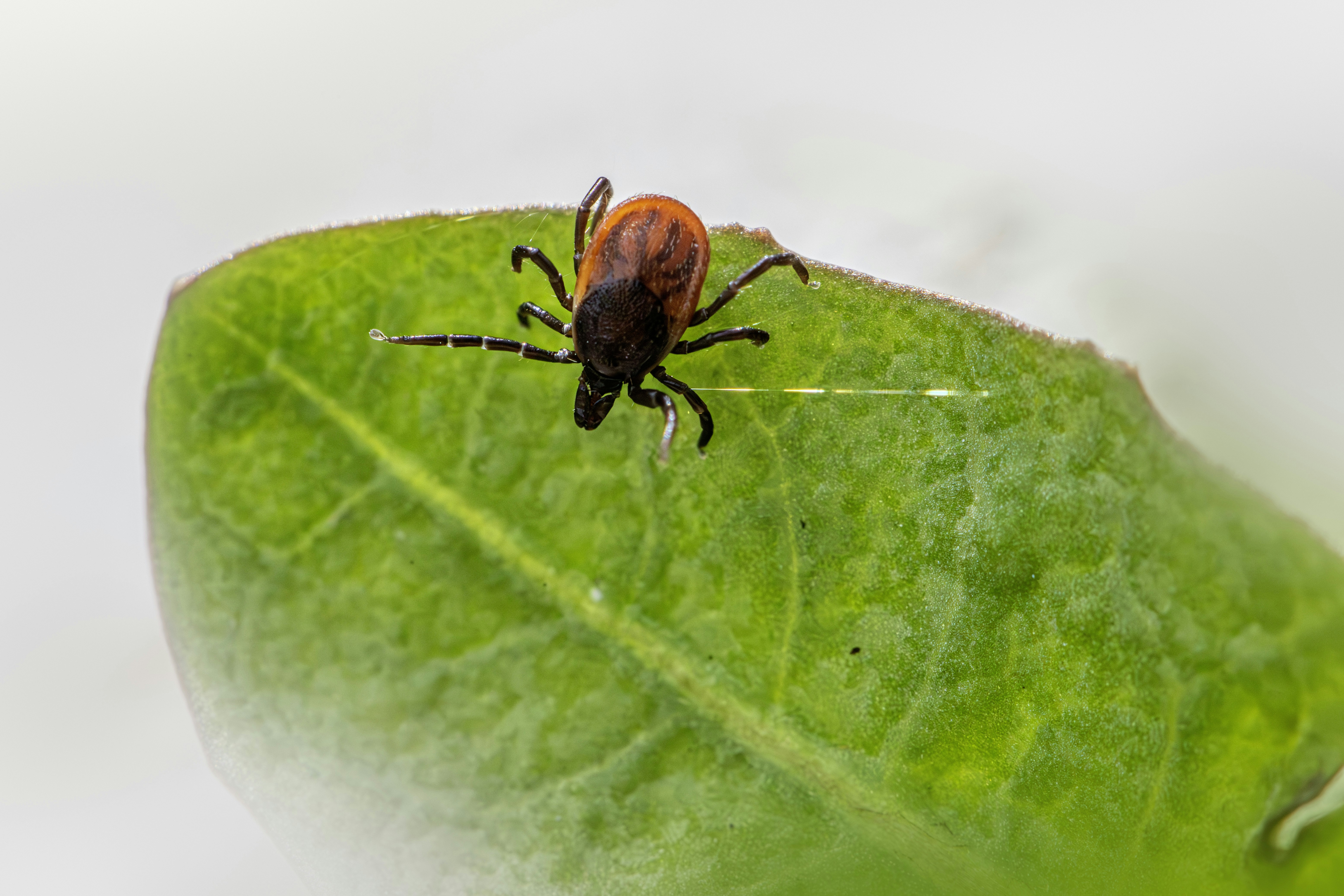 Photo by erik_karits