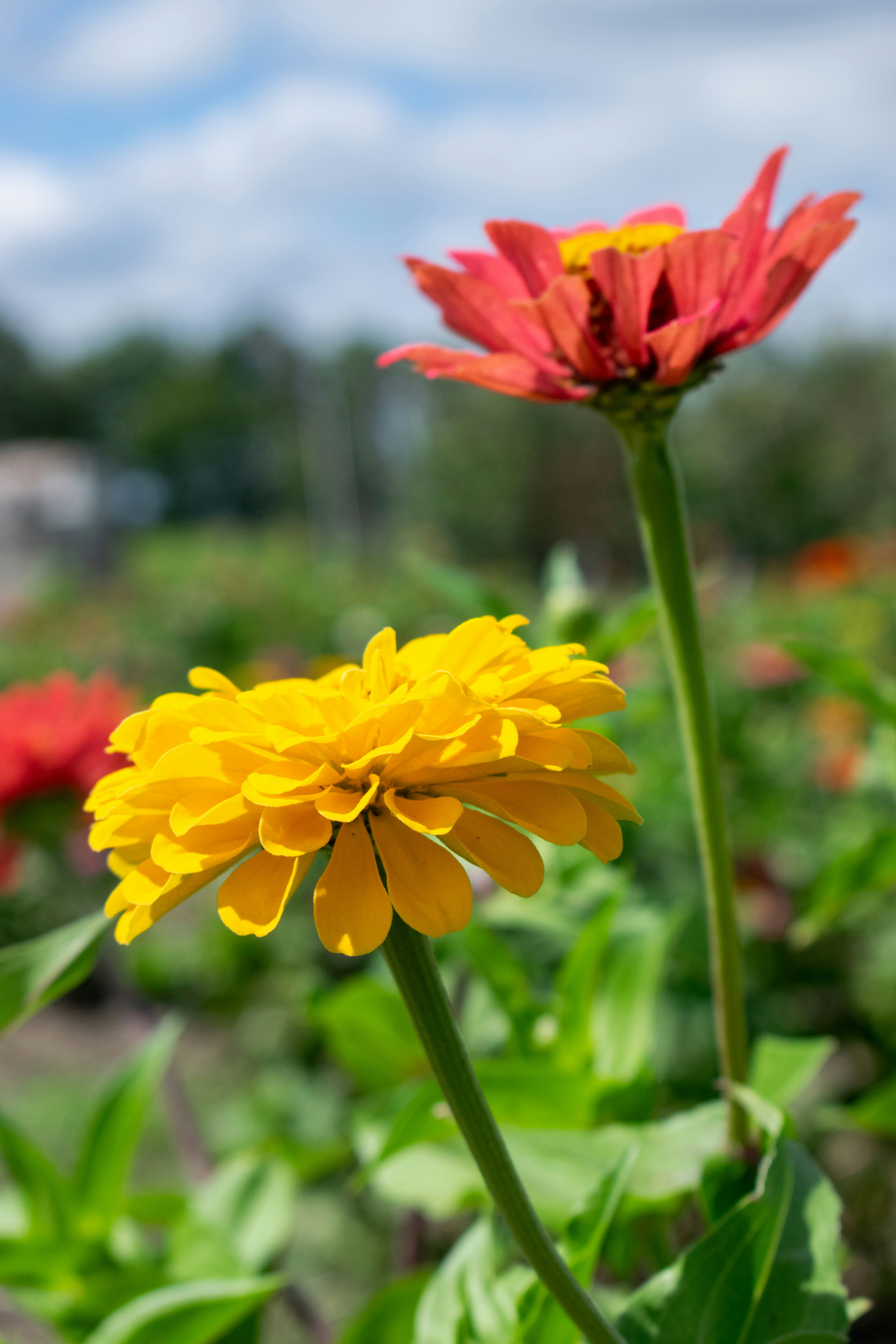 Photo by sparkledump