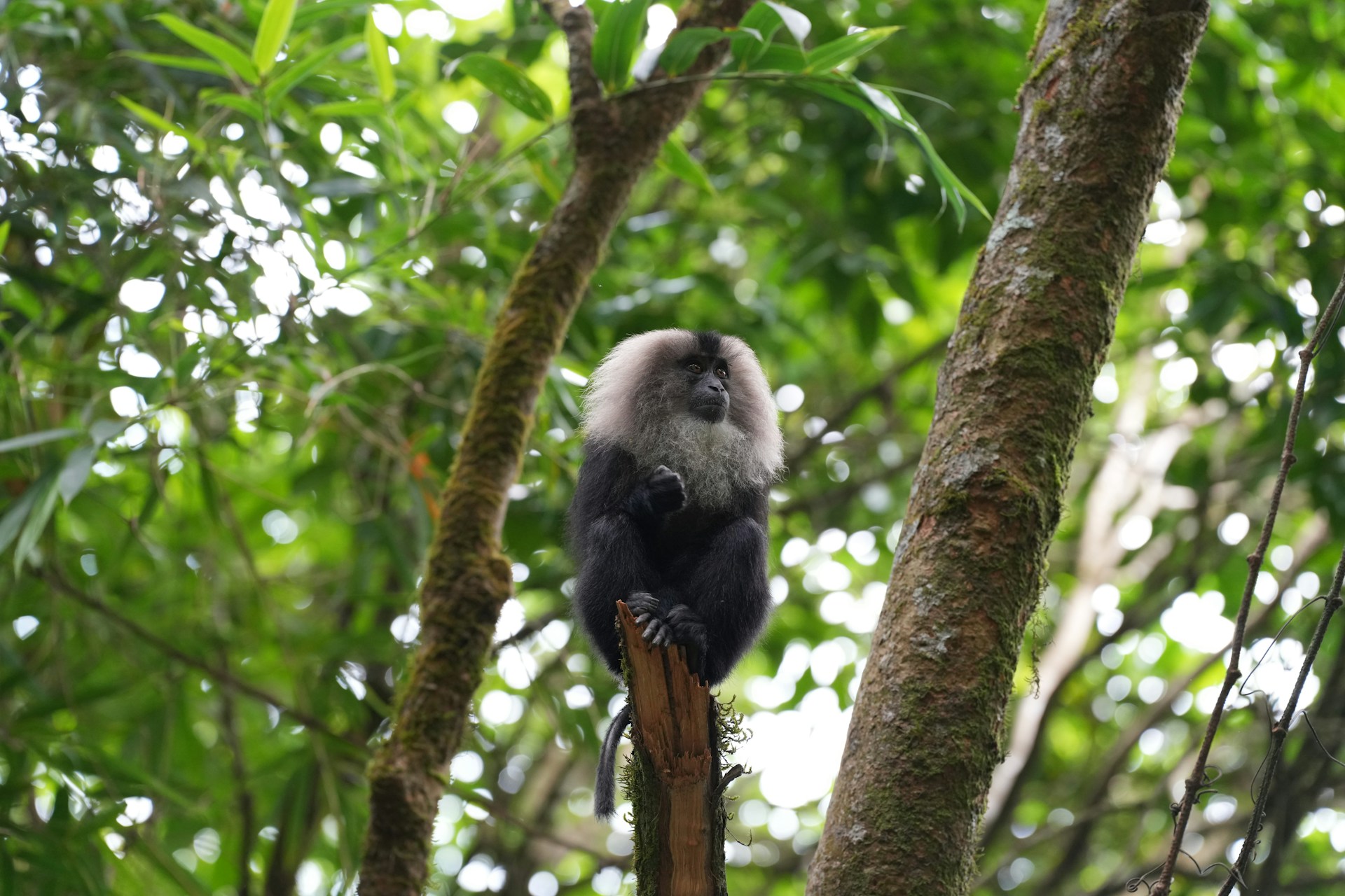 A monkey is perched in a lush green tree.