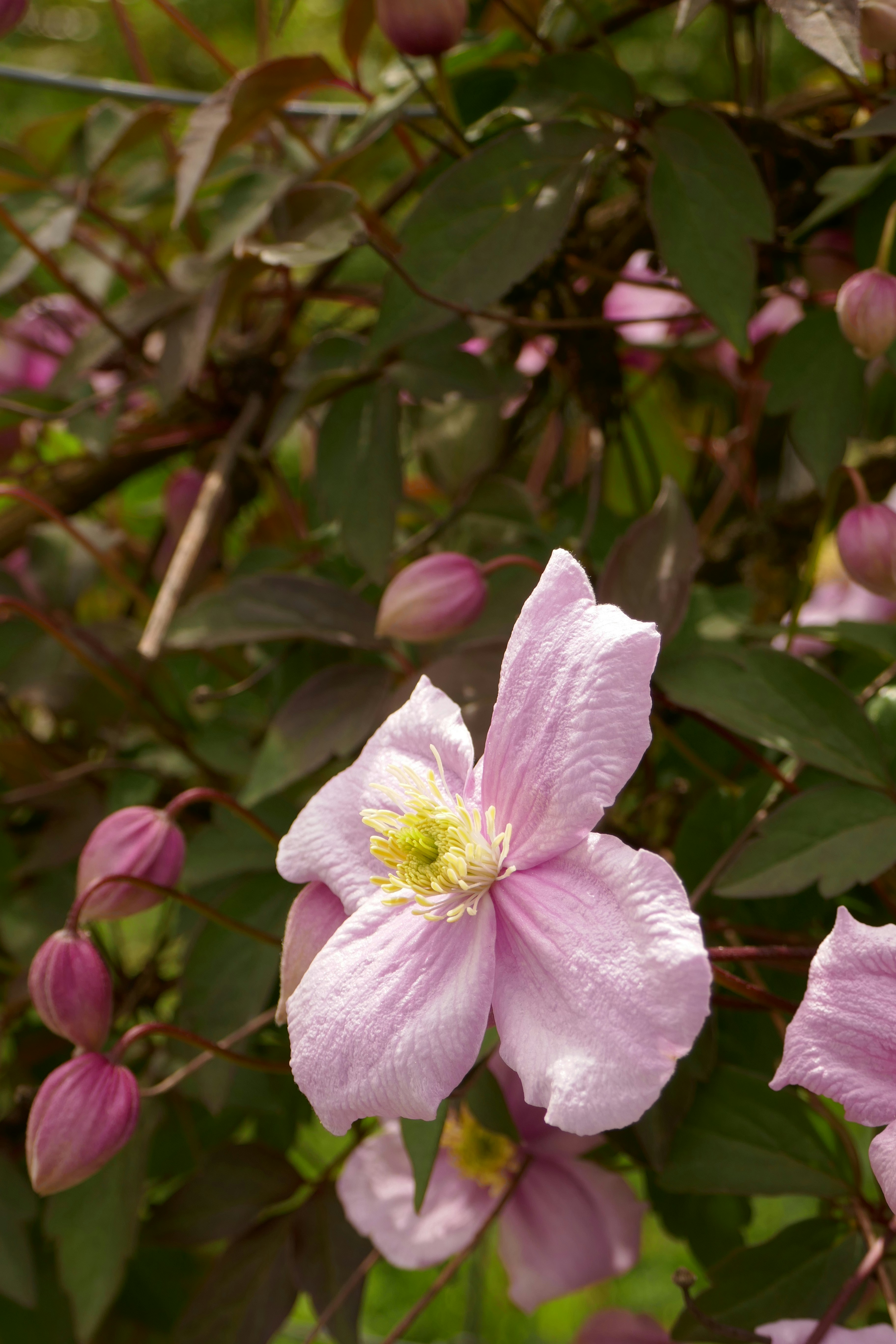 Pink clematis blooms beautifully against green foliage.