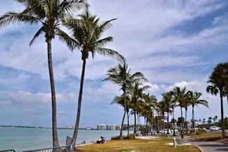 Palm trees line the coastal road on a sunny day.