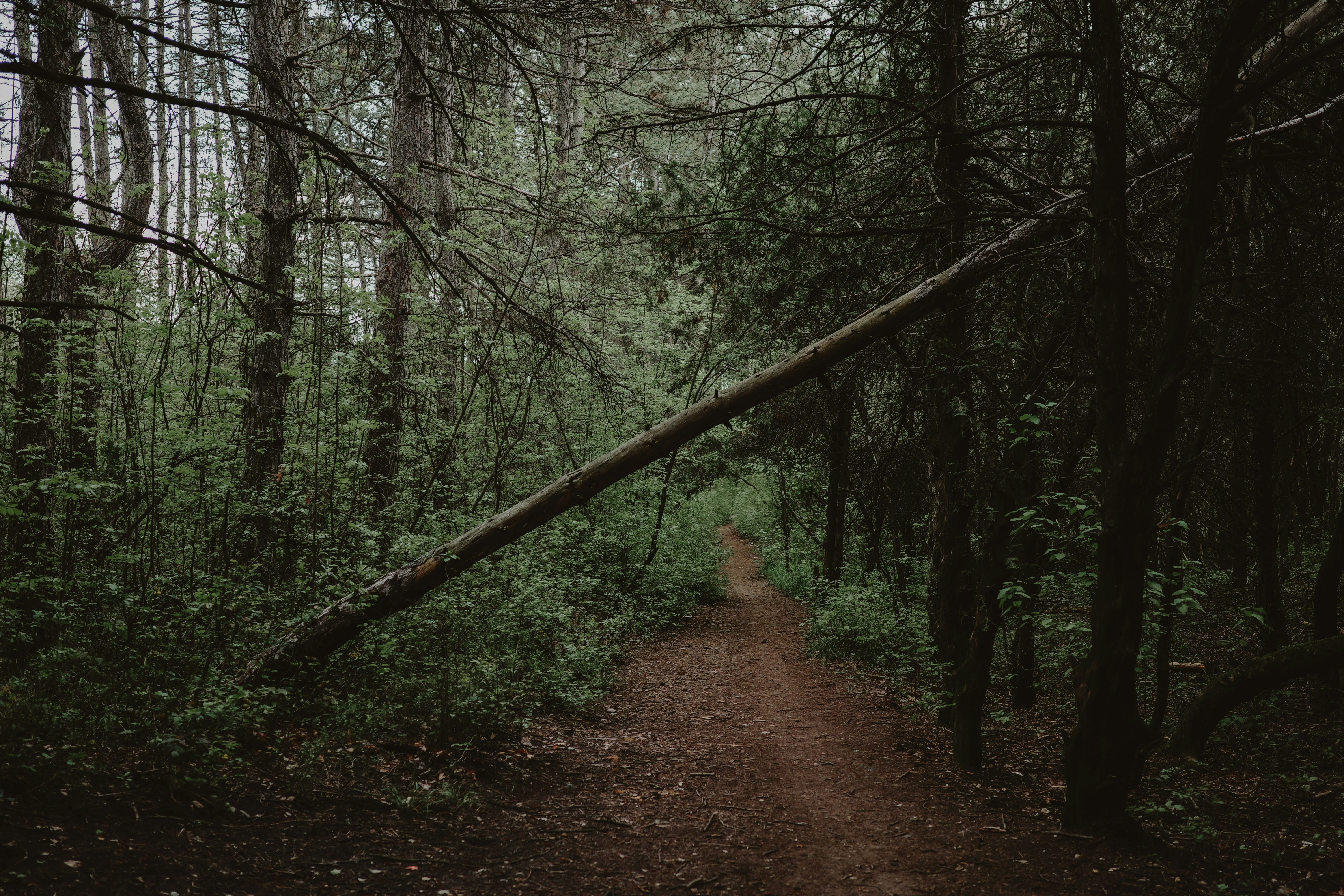 Jalan tanah yang sempit mengarah melalui hutan yang tenang.