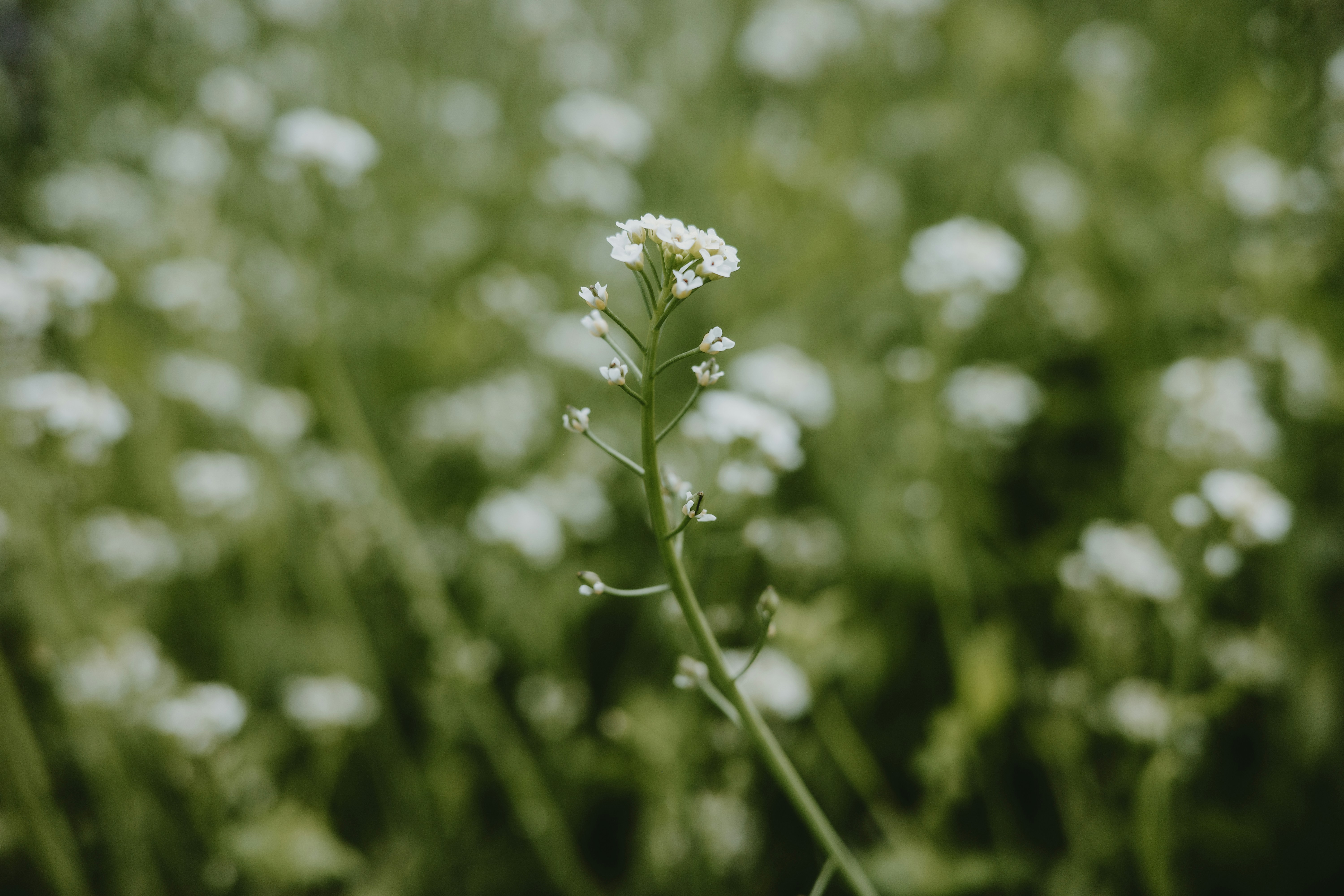 Photo by virginiaphotostories