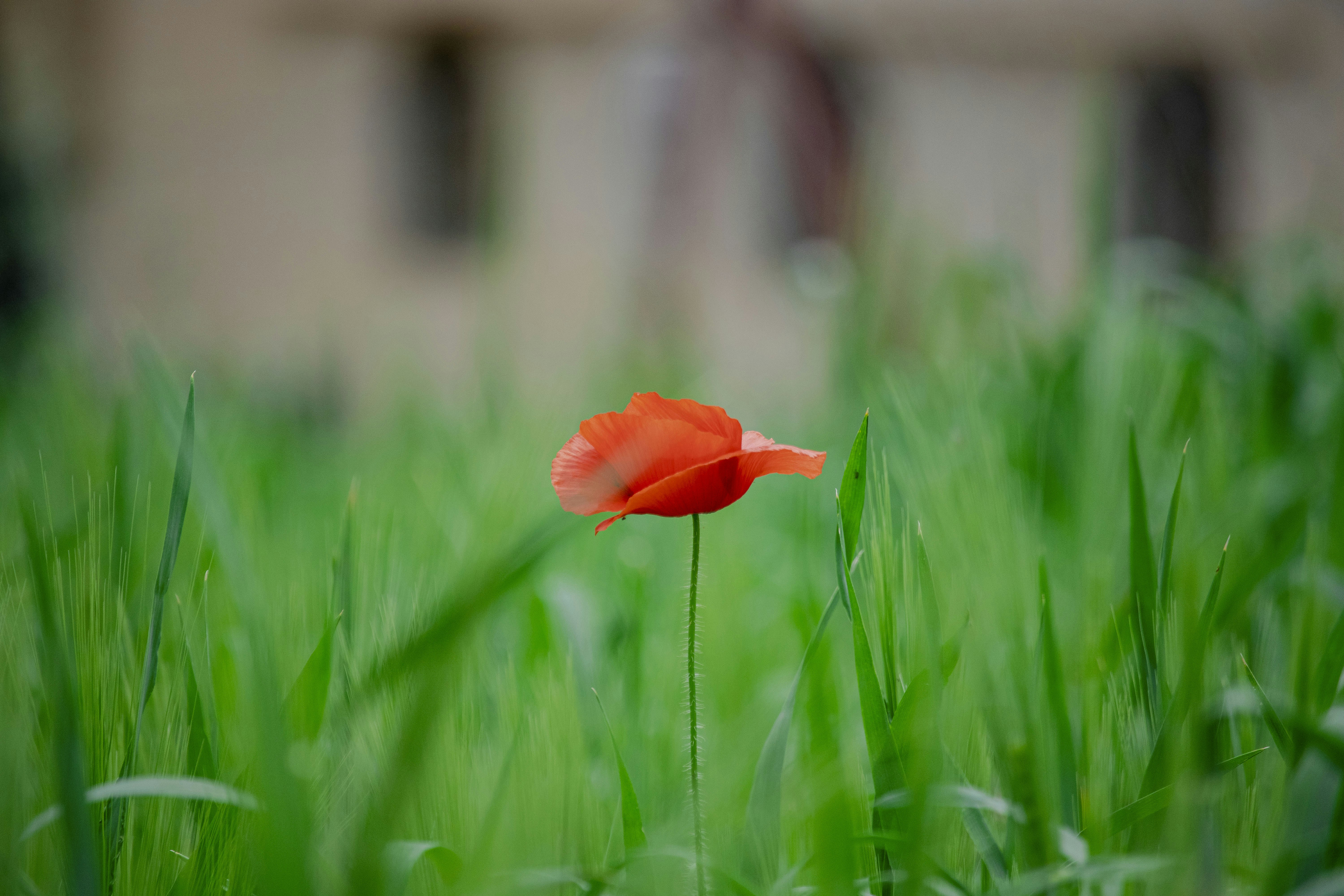 Uma papoula solitária floresce em meio à grama verde.
