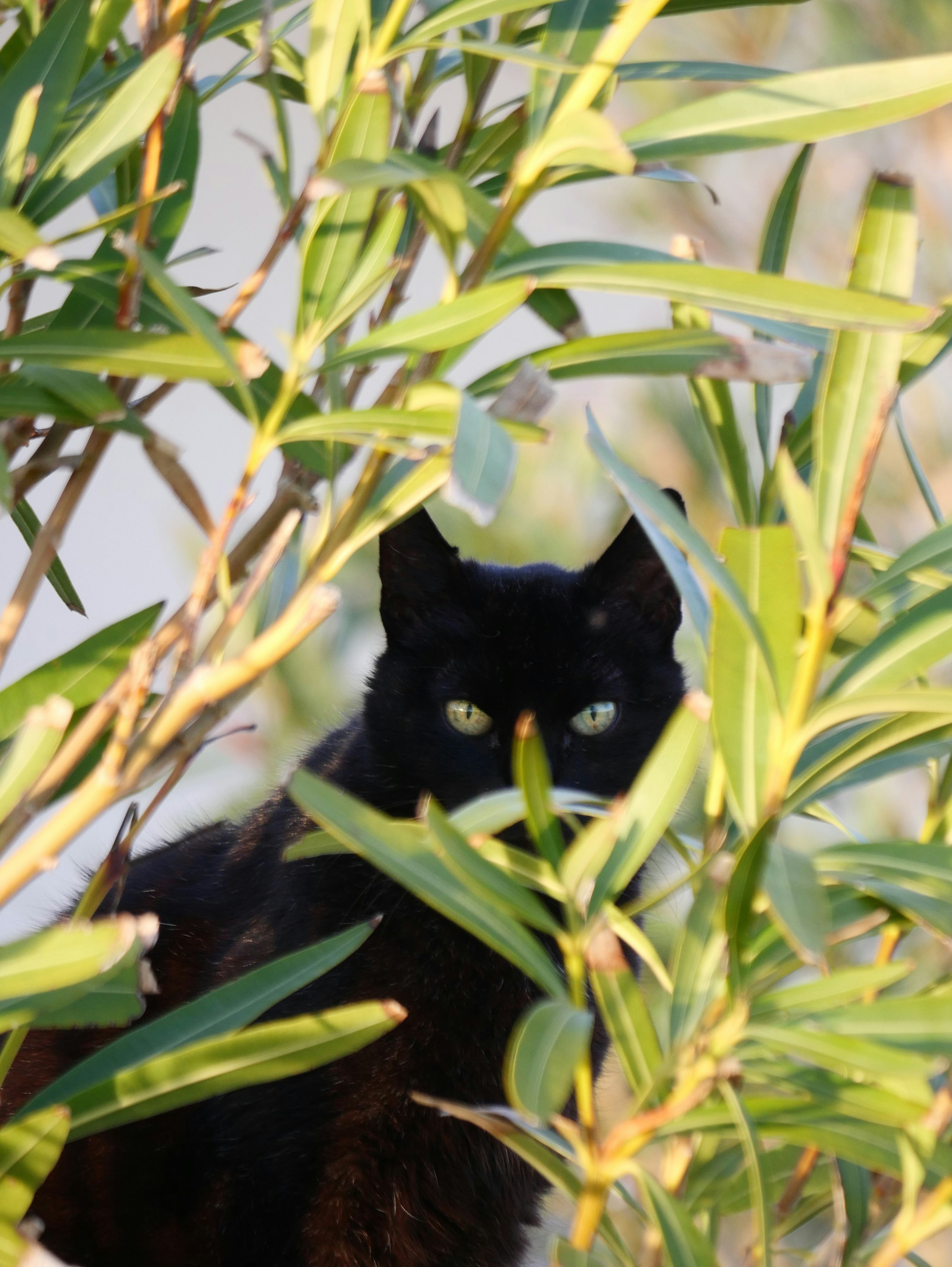 The Role of Imagination: Why We See What We Want to See (image credits: unsplash)