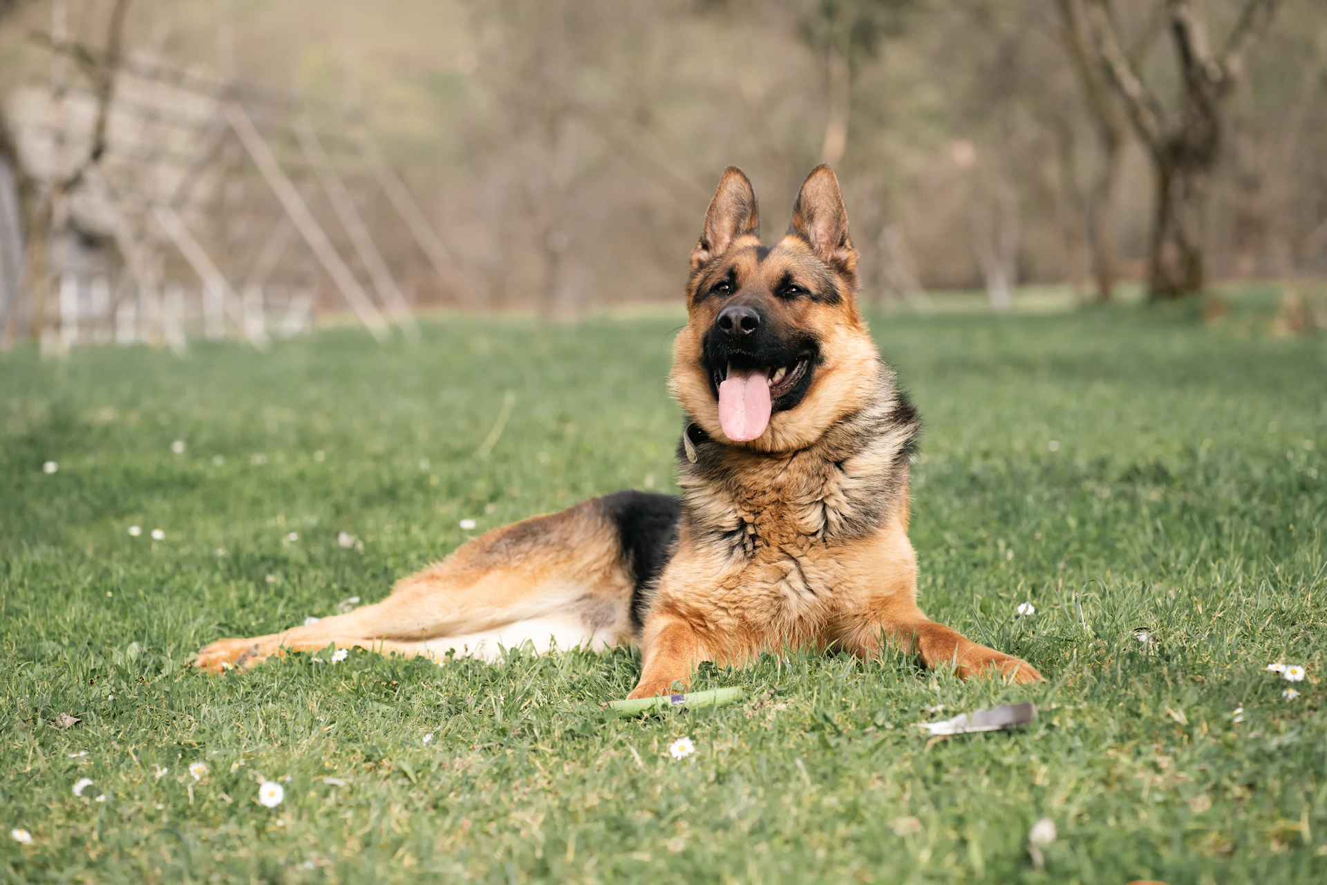 A german shepherd dog relaxes on the grass.