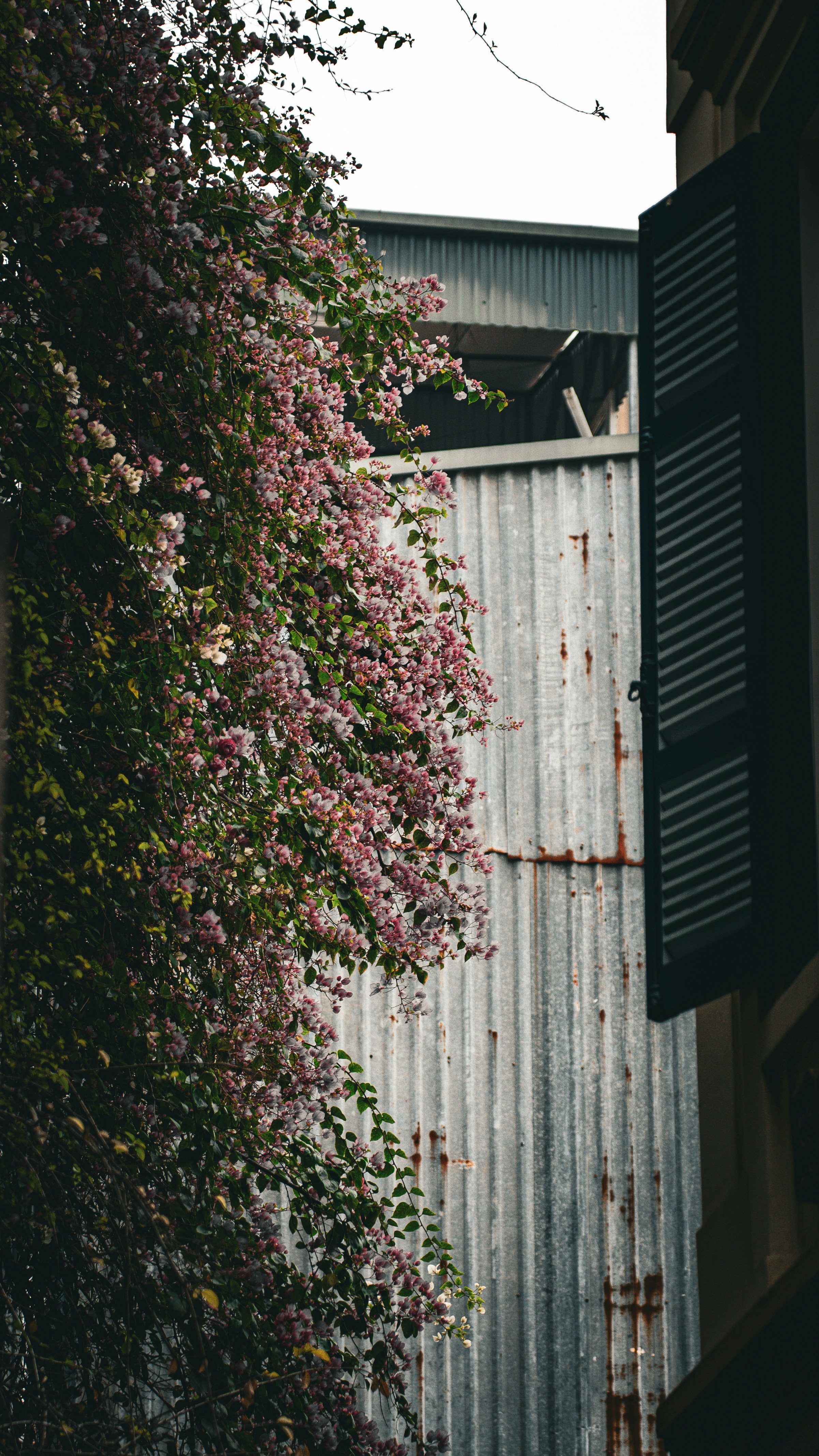 Pink flowers cascade next to a metal wall.