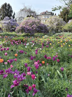A colorful field of tulips blooms in the garden.