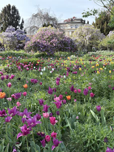 A colorful field of tulips blooms in the garden.