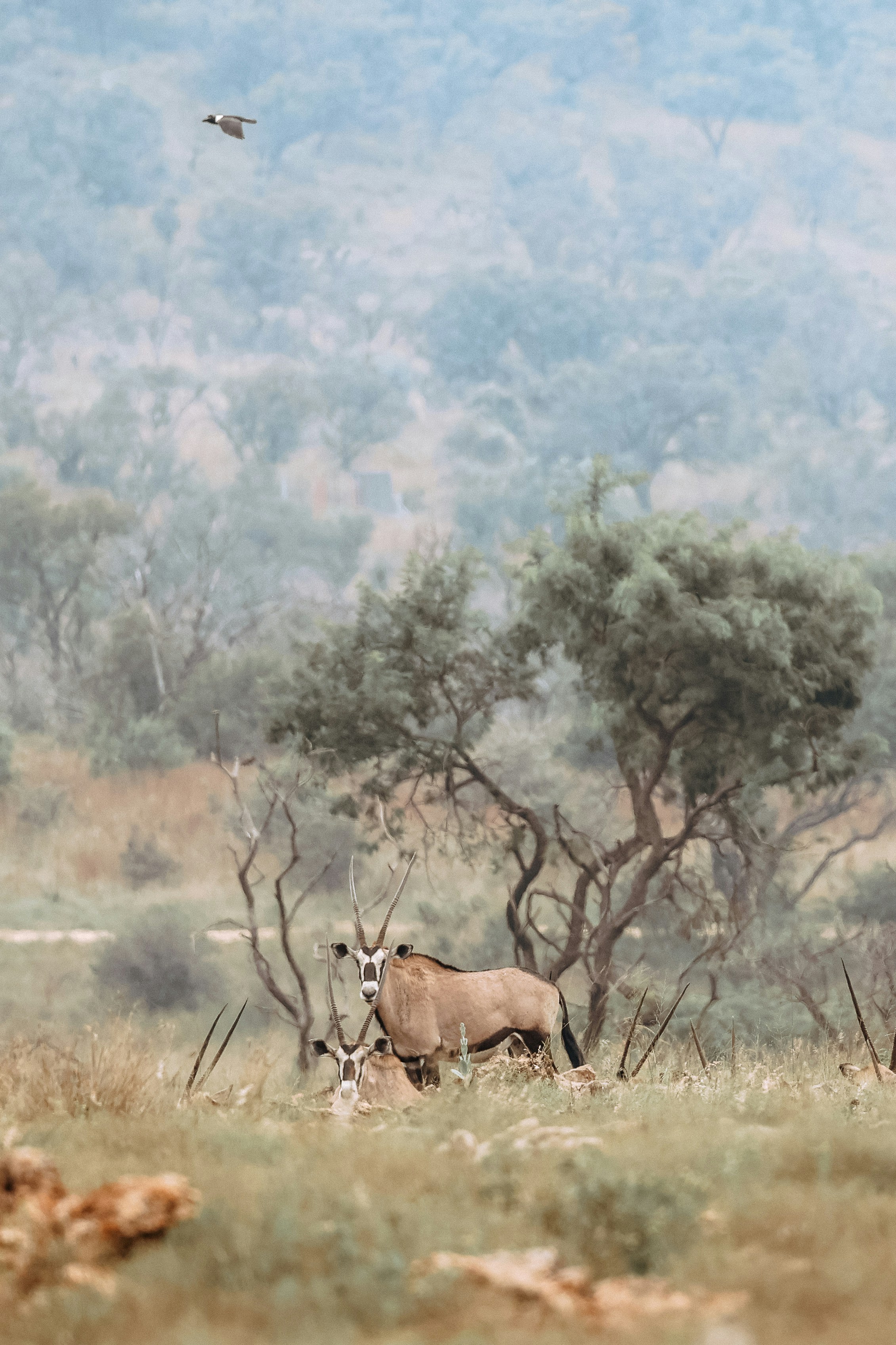 Photo by amandaswanepoel