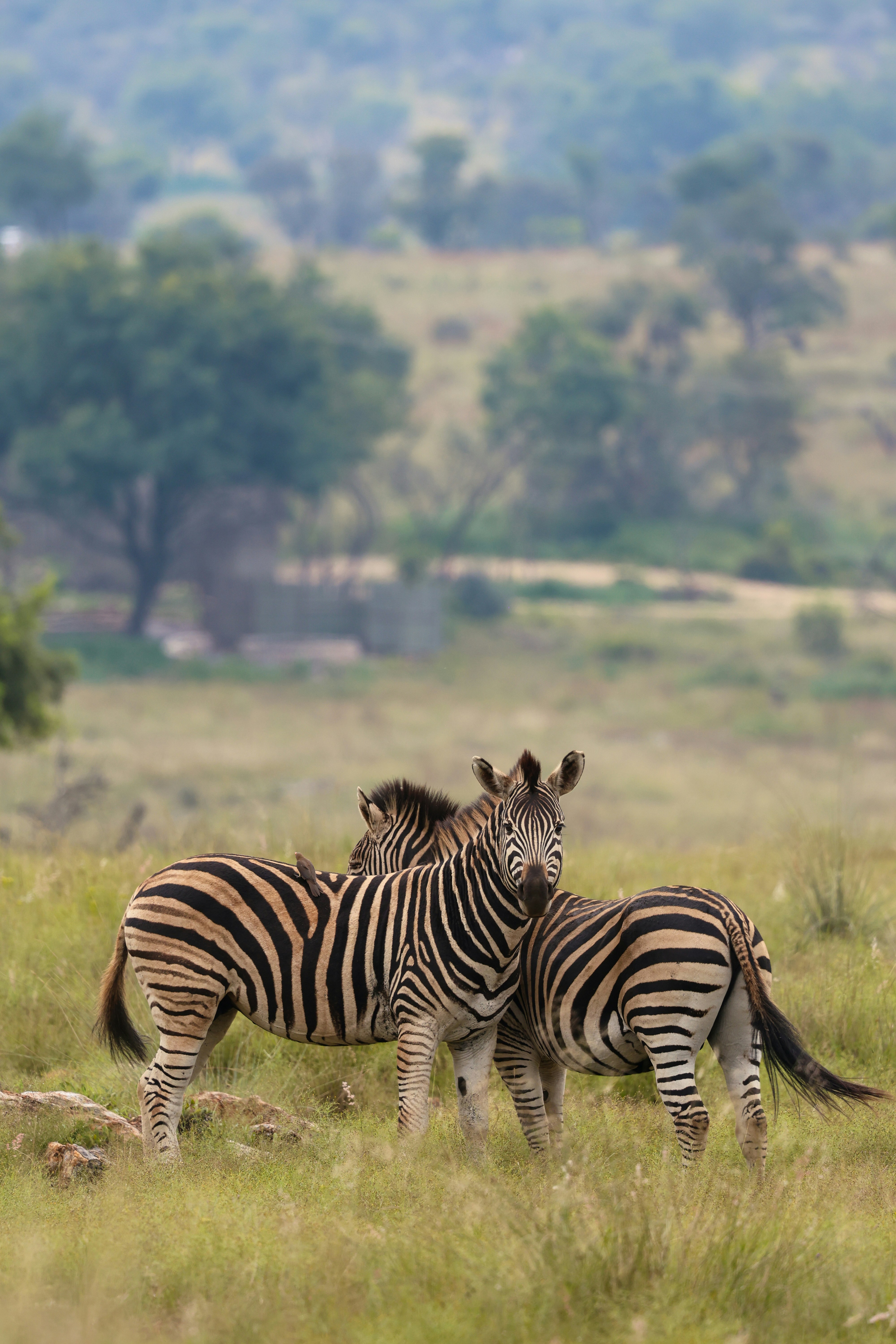 Photo by amandaswanepoel