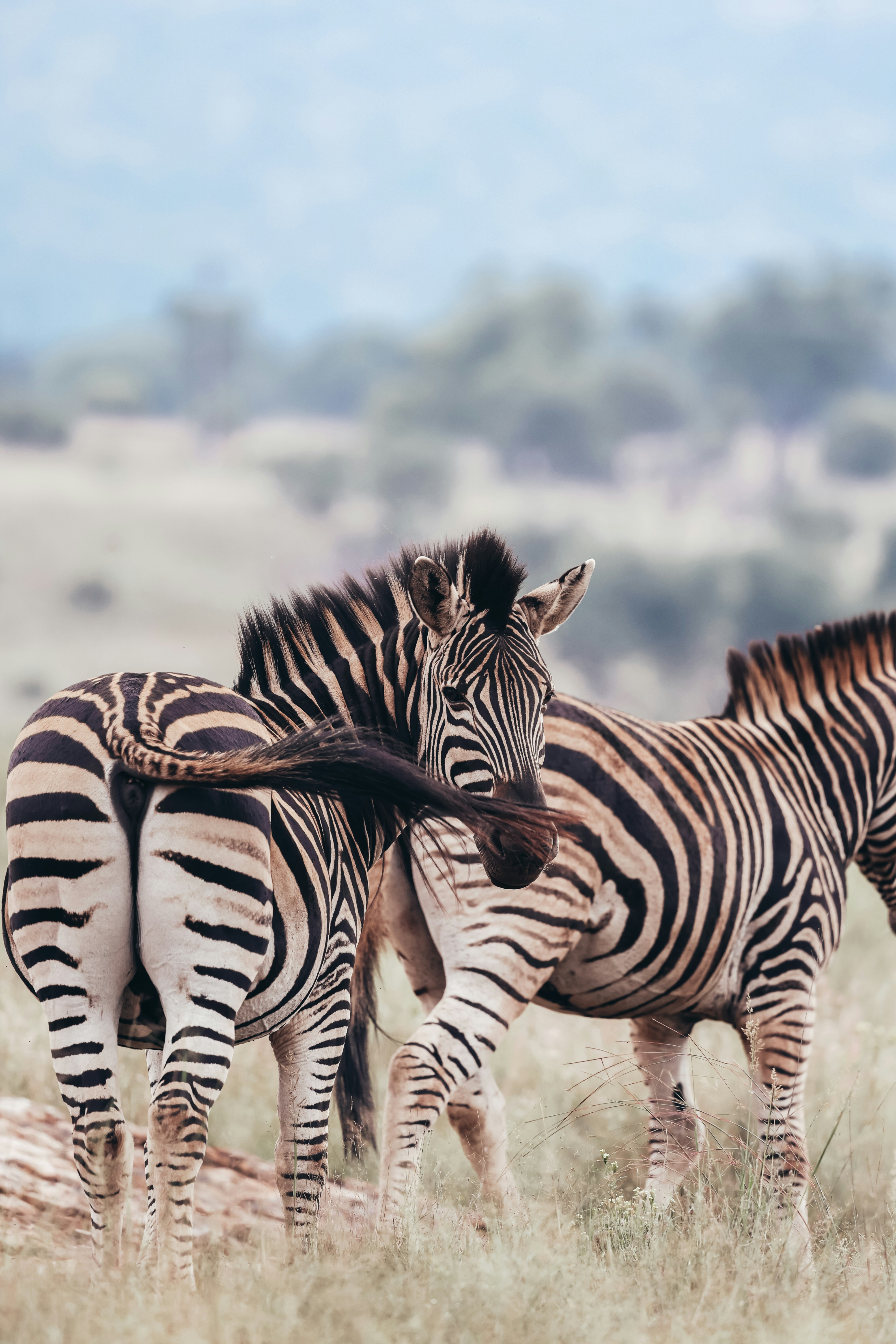 Photo by amandaswanepoel