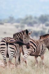 Zebras stand together in a grassy field.
