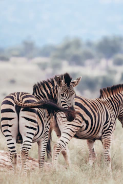 Zebras stand together in a grassy field.