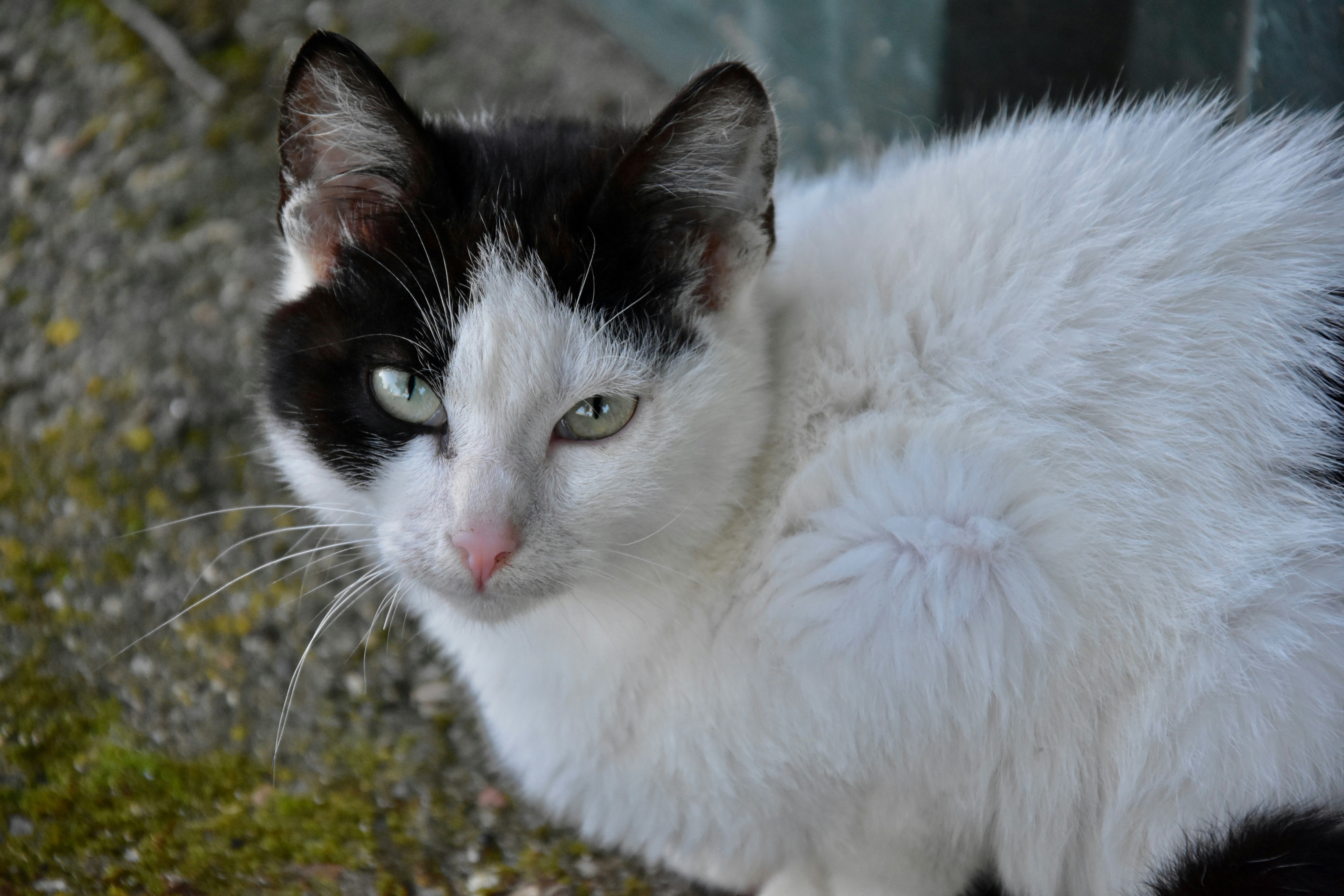 Photo by binogrepolian