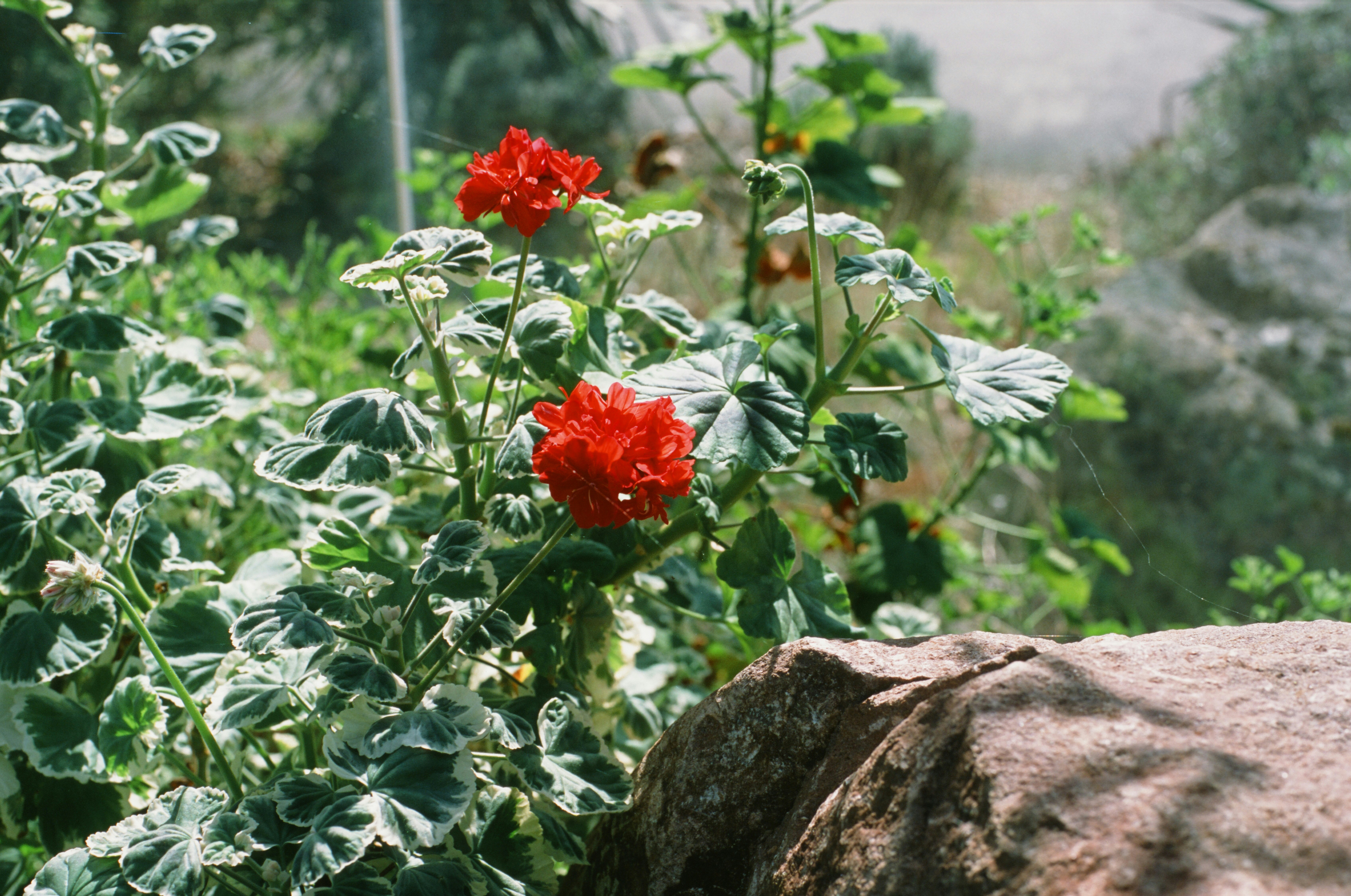 Red geraniums bloom amidst greenery.
