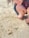 A child spots crabs on the sandy beach.