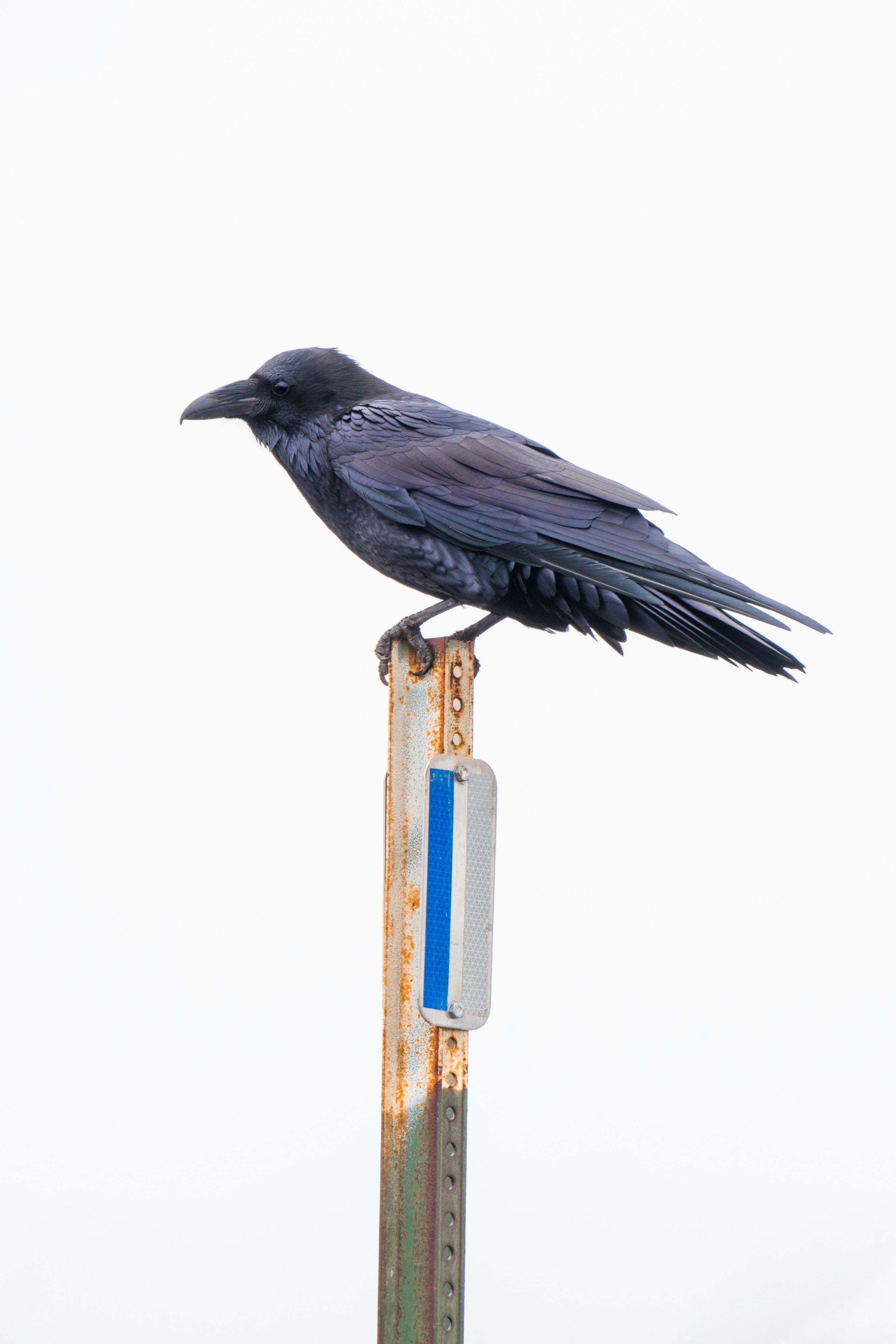 A raven perches on a sign post.