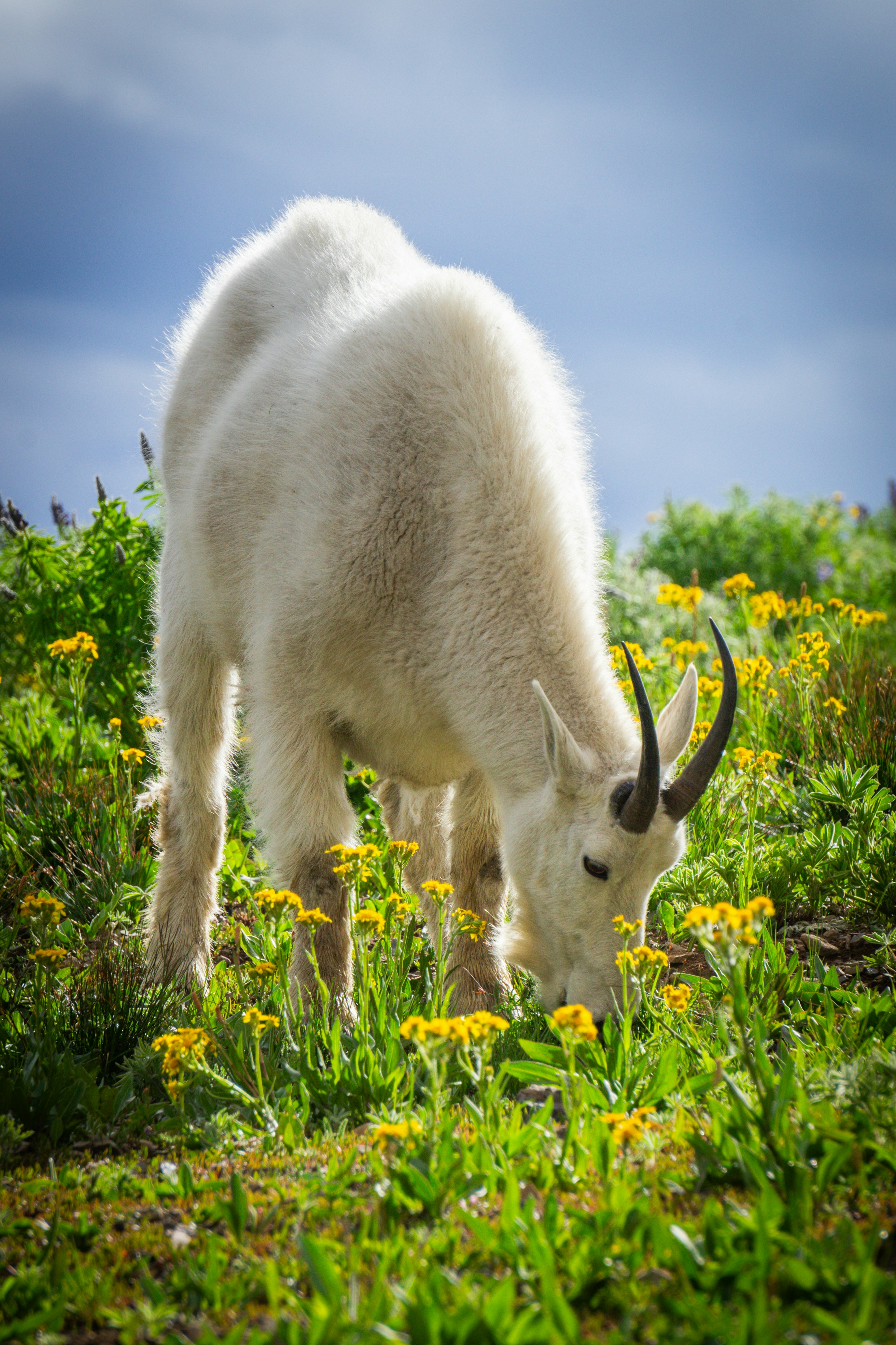 Photo by pics_by_harry