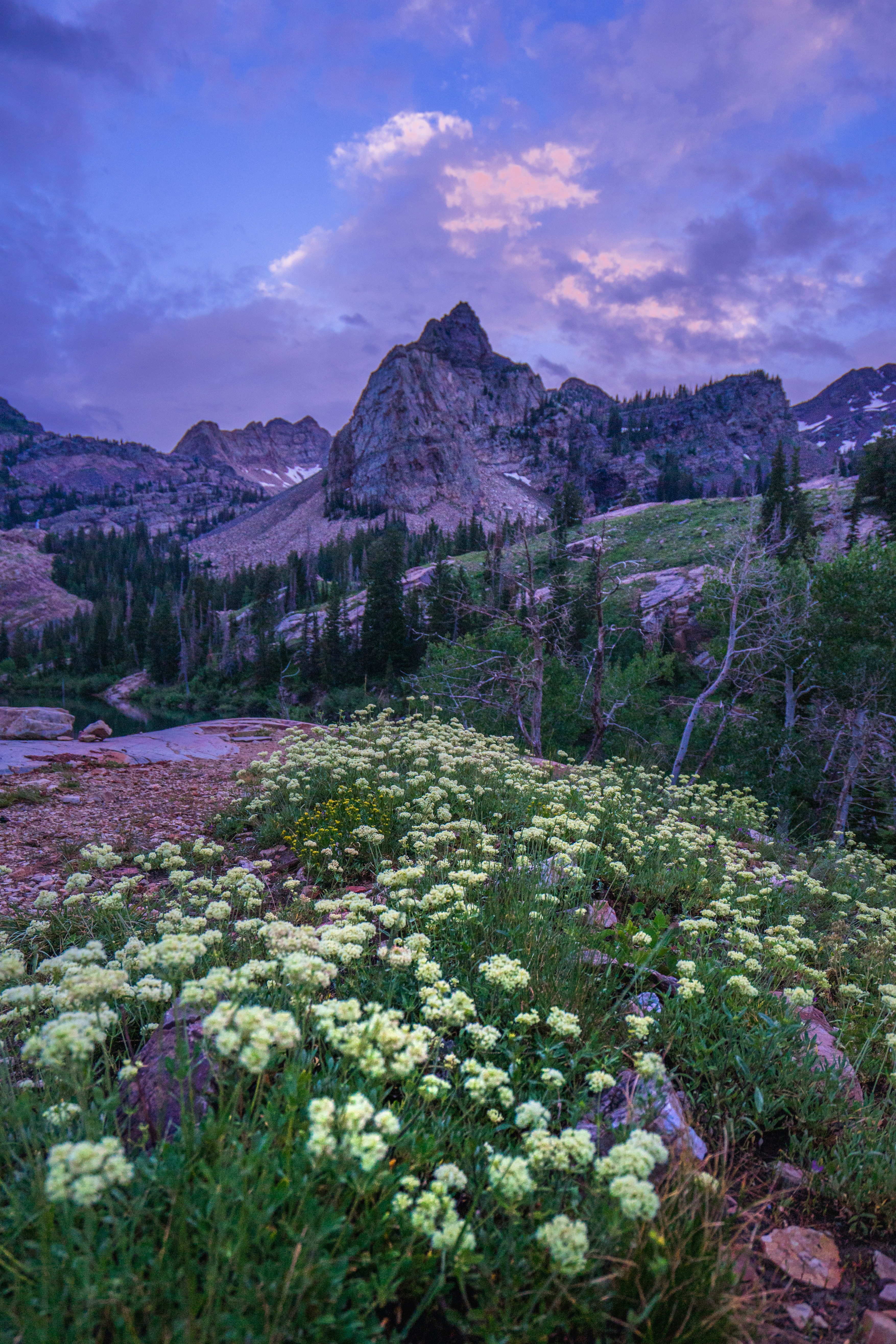 Mountains and wildflowers under a beautiful sky.