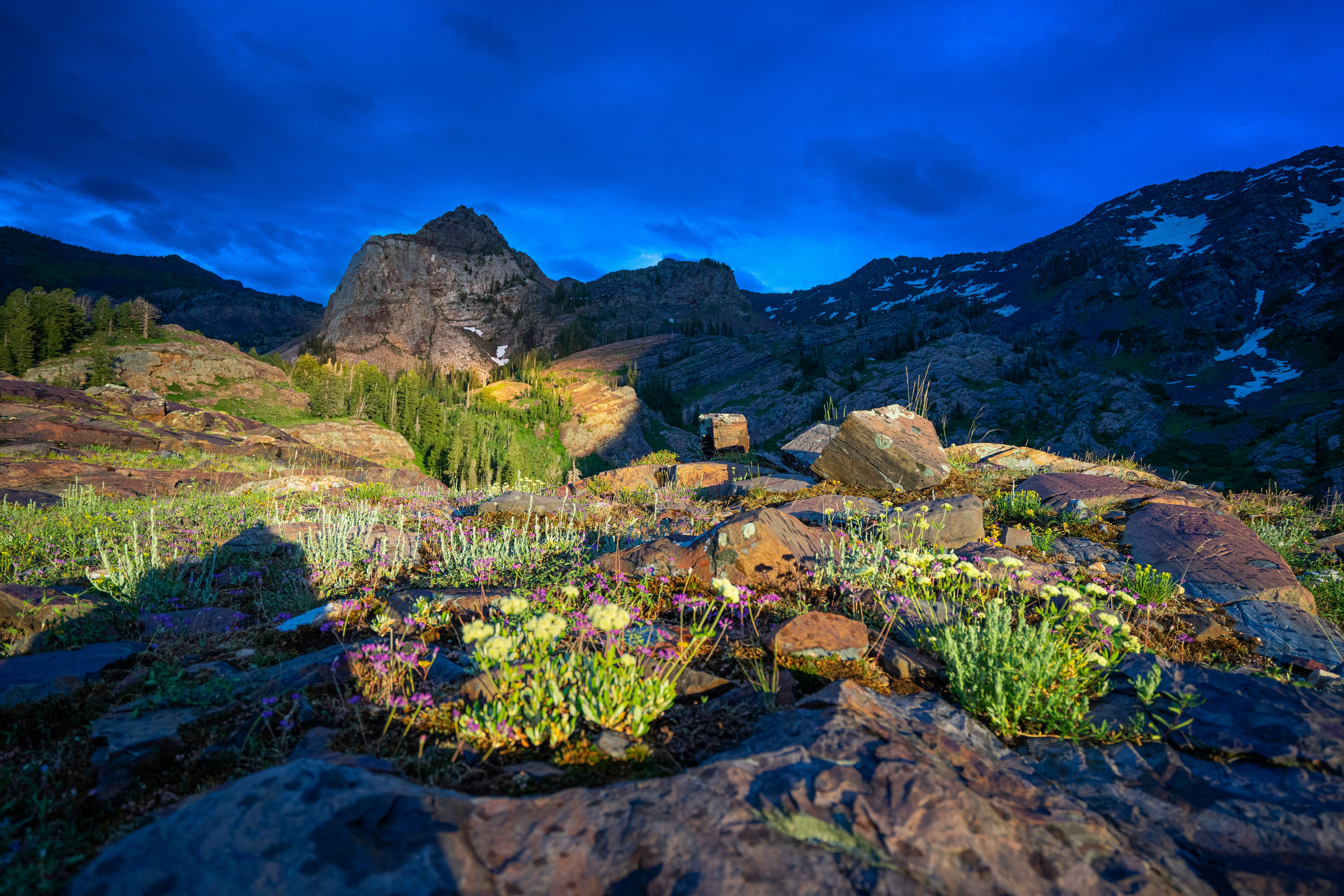 Rocky terrain with plants basks in blue hour light.