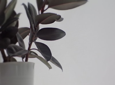 A plant with dark leaves in a white pot.