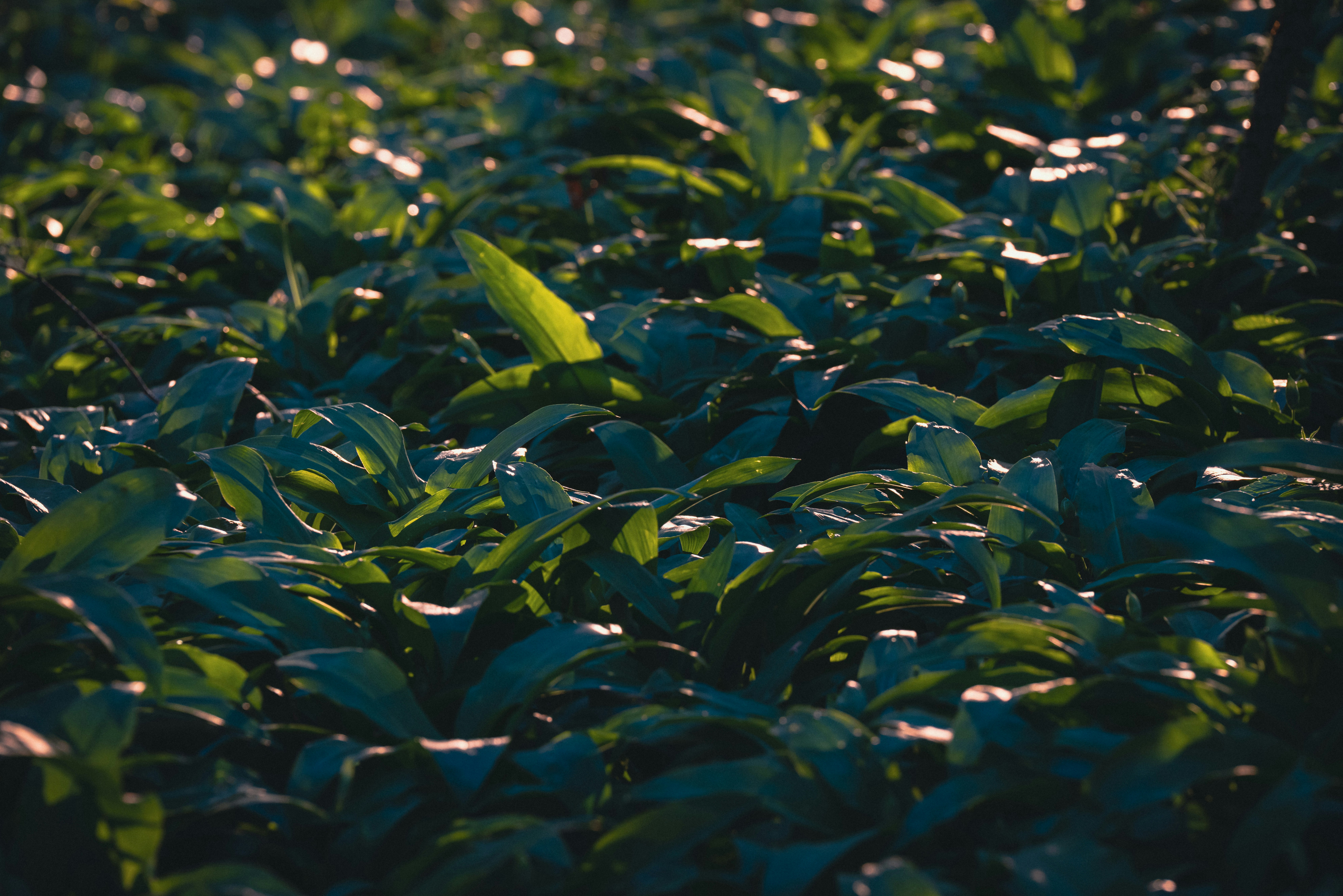Lush green plants are bathed in sunlight.