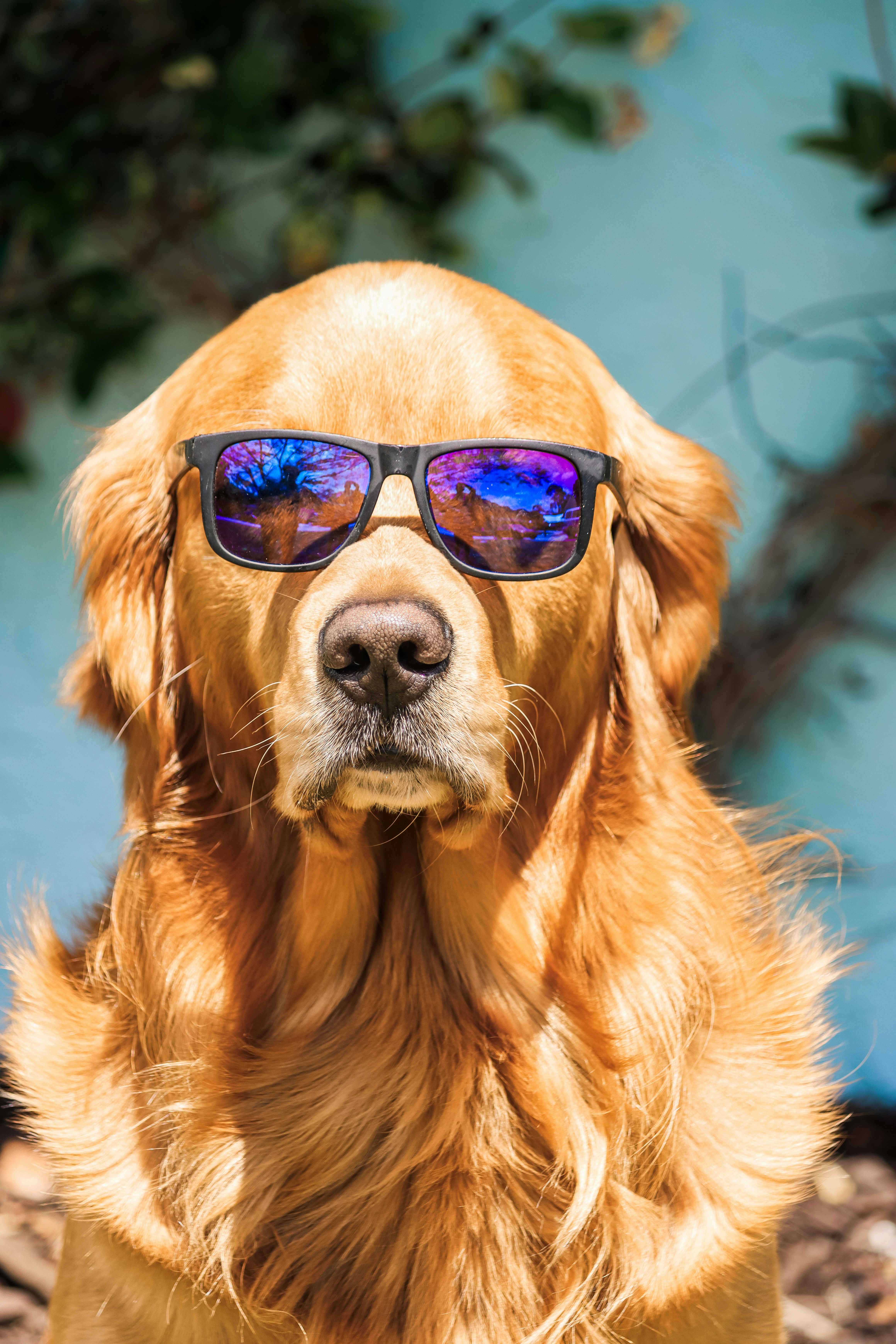 Ein Golden Retriever trägt eine Sonnenbrille und sieht cool aus.