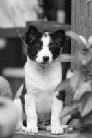 Cute black and white puppy poses for the camera.
