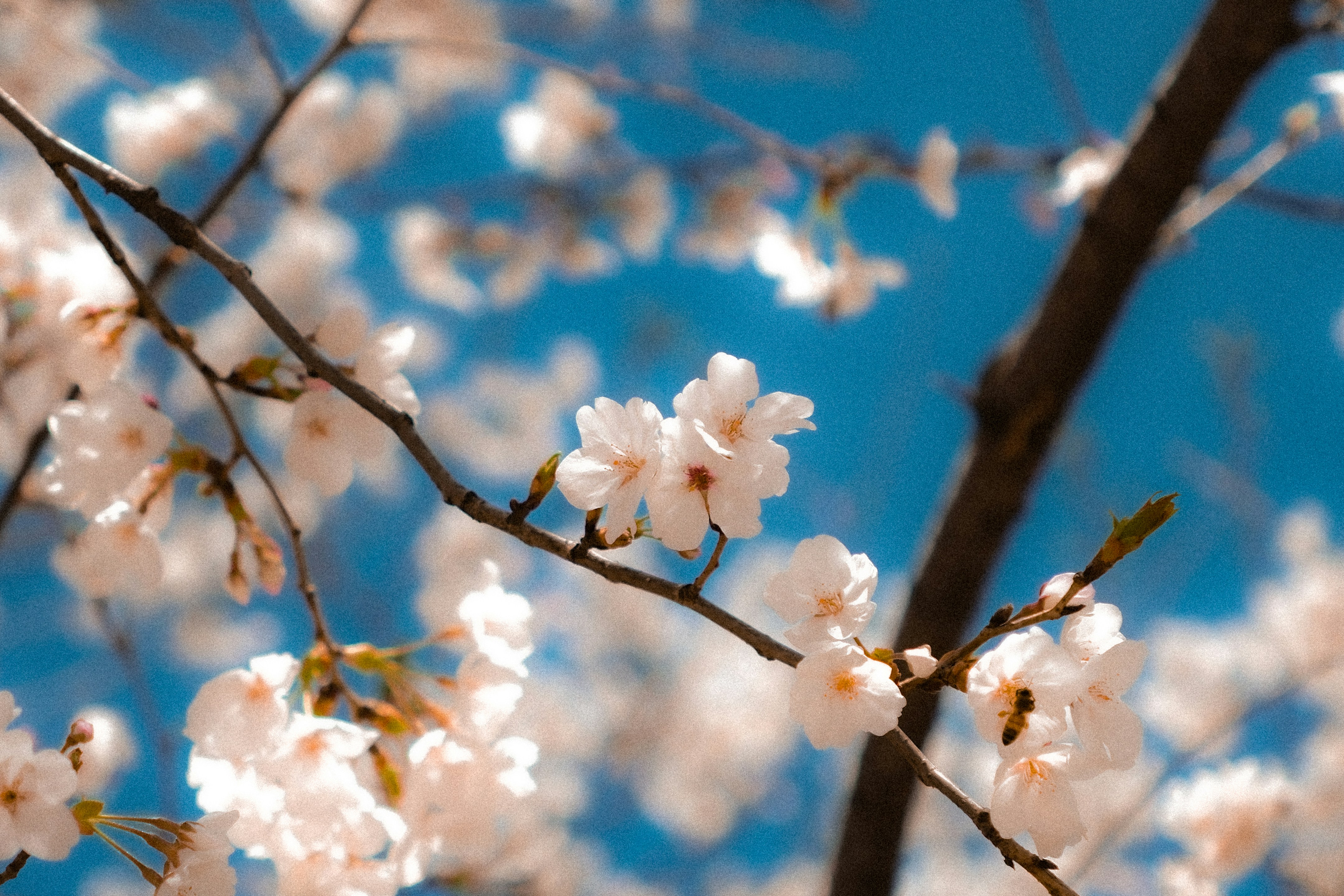 Hanami Festival 2027