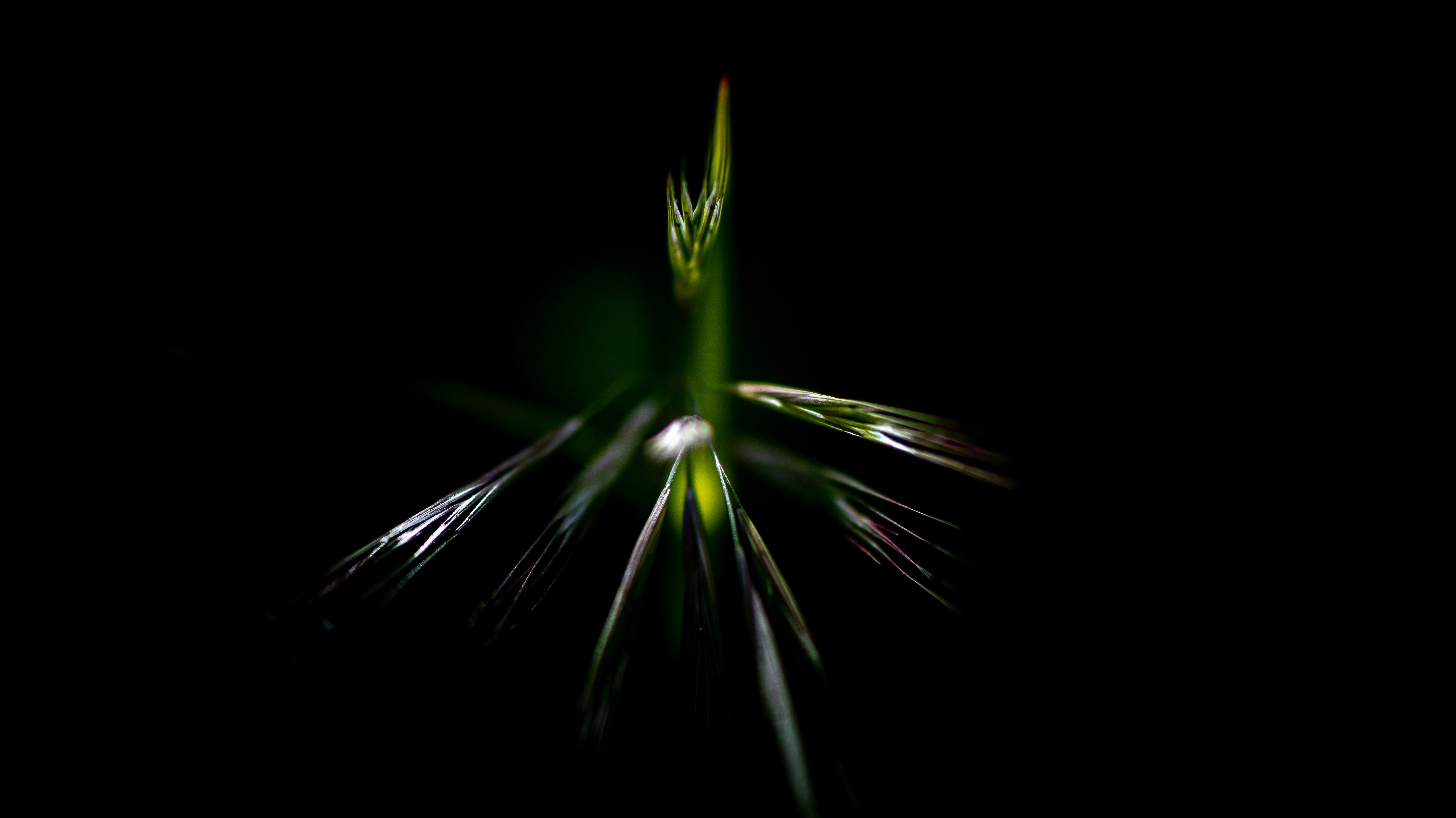 Photo by lucaakalu