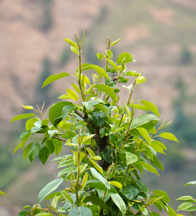 Fresh green leaves sprout from the tree.