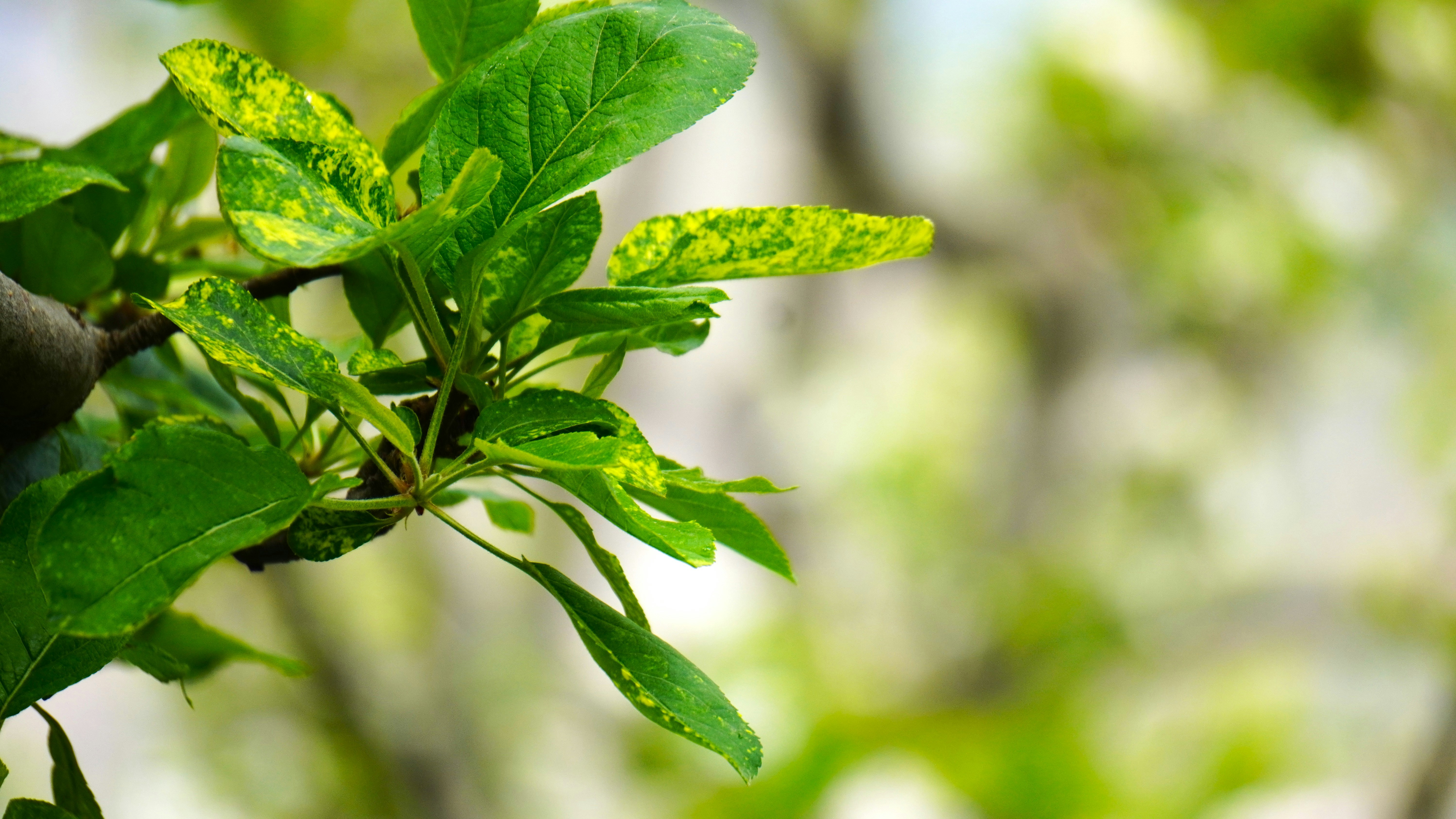 Photo by aditipanatu95