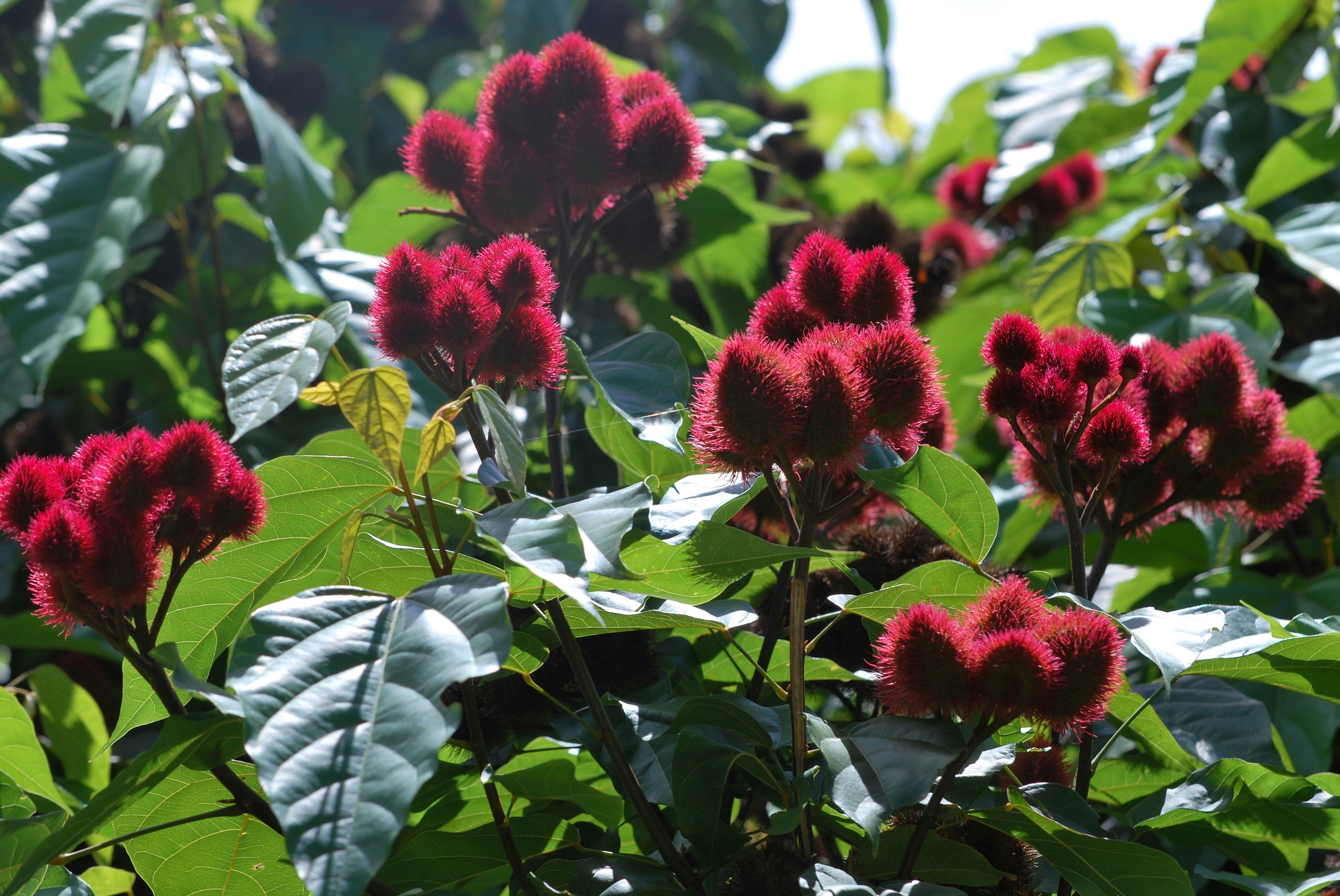 red plant texture, wallpaper, 5 Manfaat Gambir untuk Kesehatan yang Perlu Diketahui 2