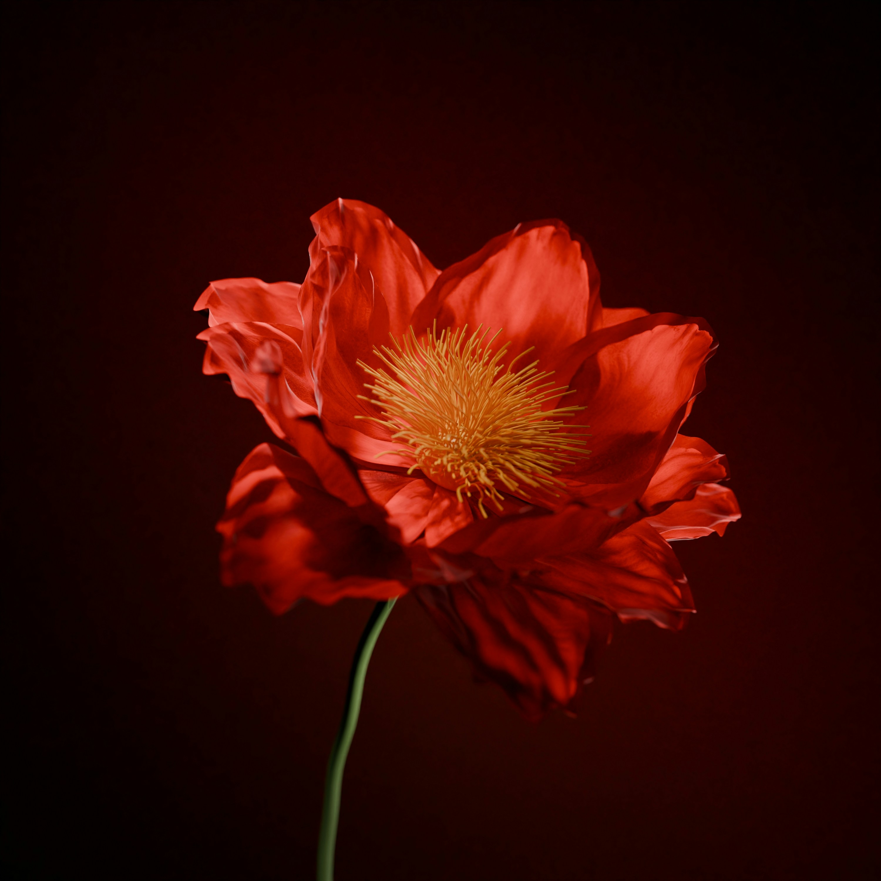 Photo by adryan_studio