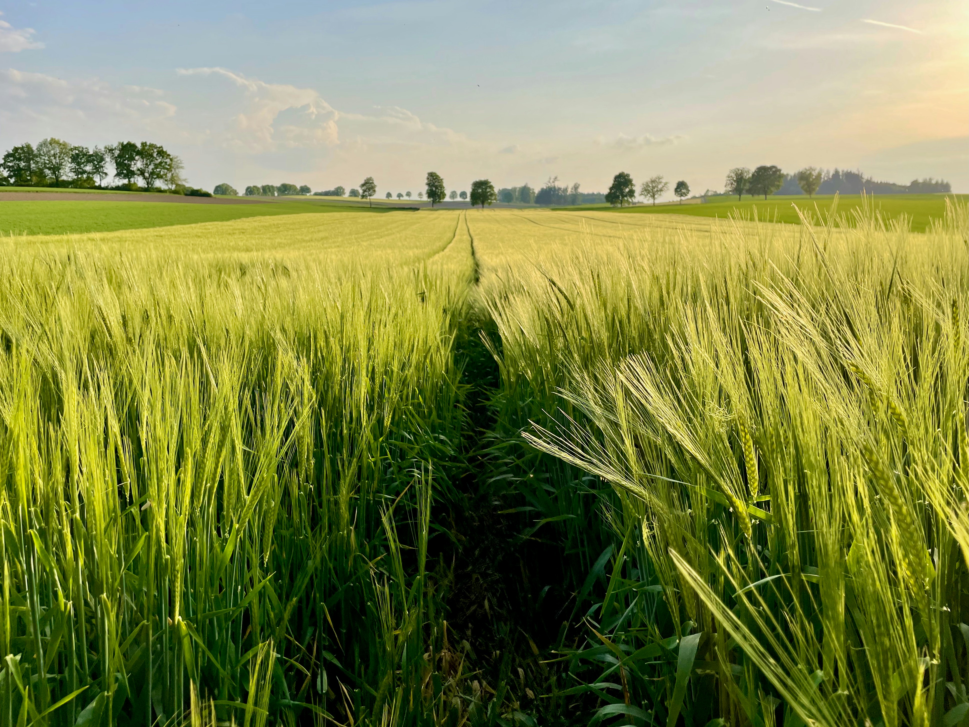 A path through a lush, green wheat field.