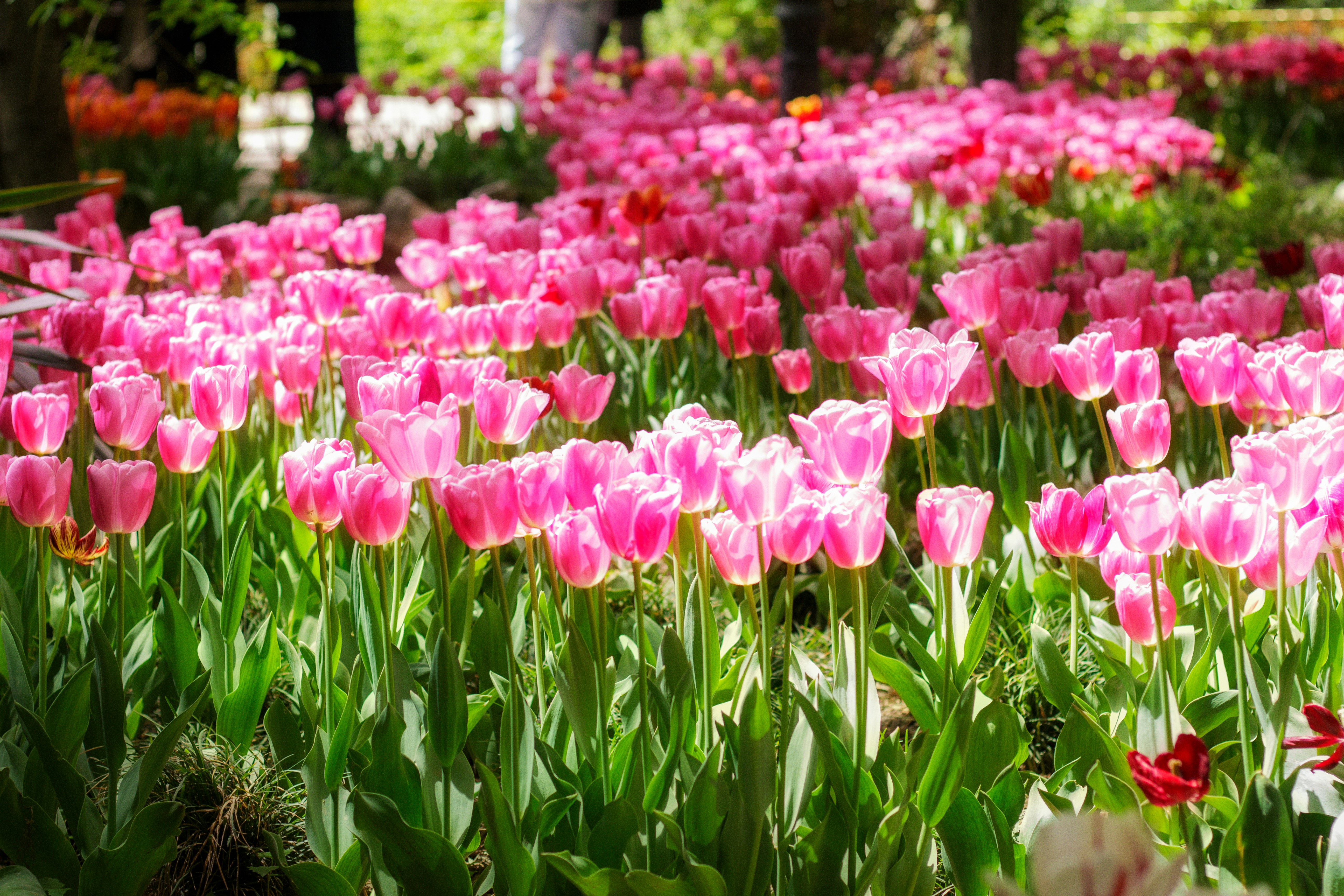 Image credit: Shayan Hamidi via unsplash
Srinagar tulip Festival 2026