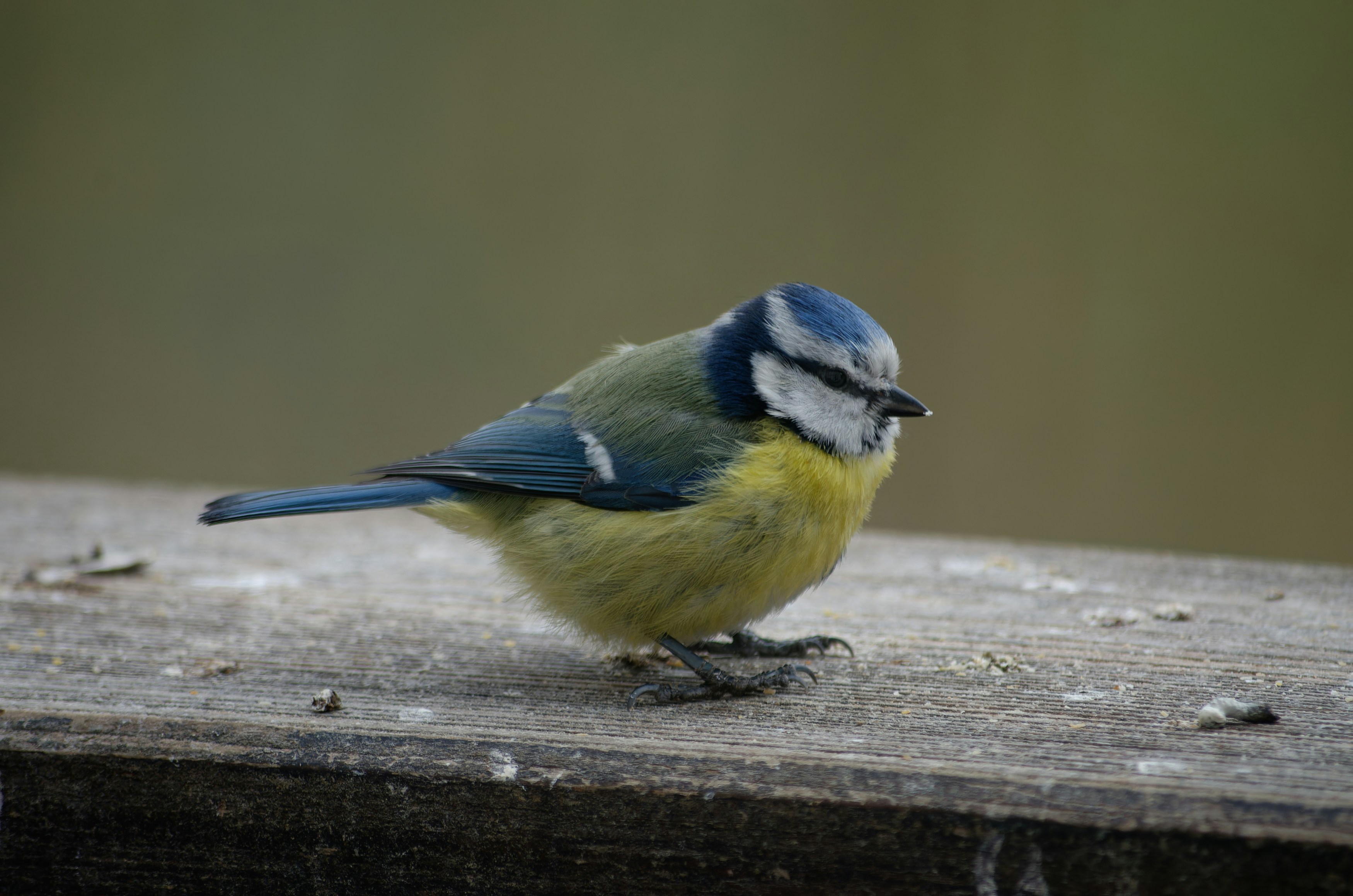 Photo by designbytholen