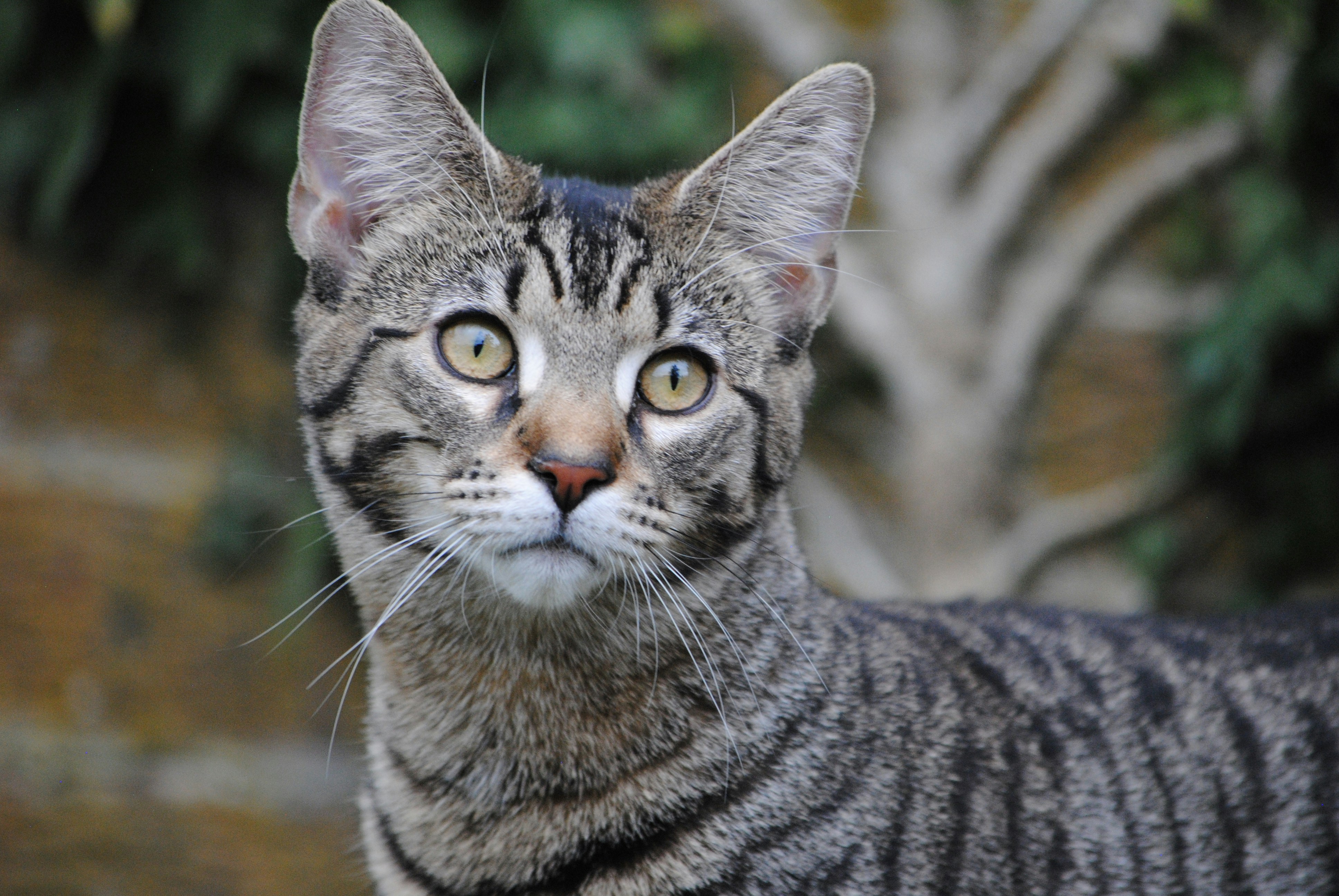 Toyger: Striped Like a Zebra, Muscled Like a Colt (image credits: unsplash)